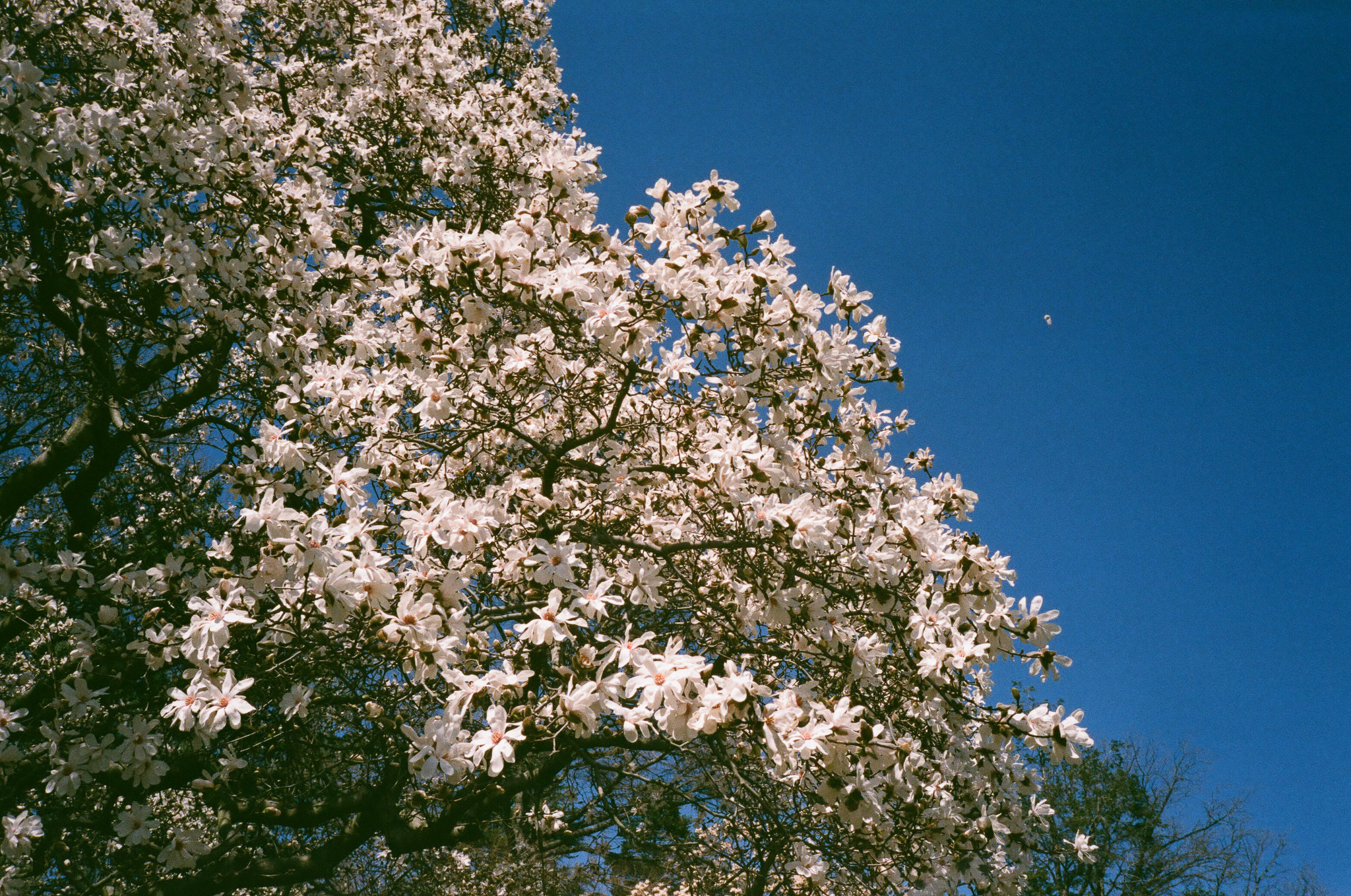 Cherry blossom treet in full bloom.