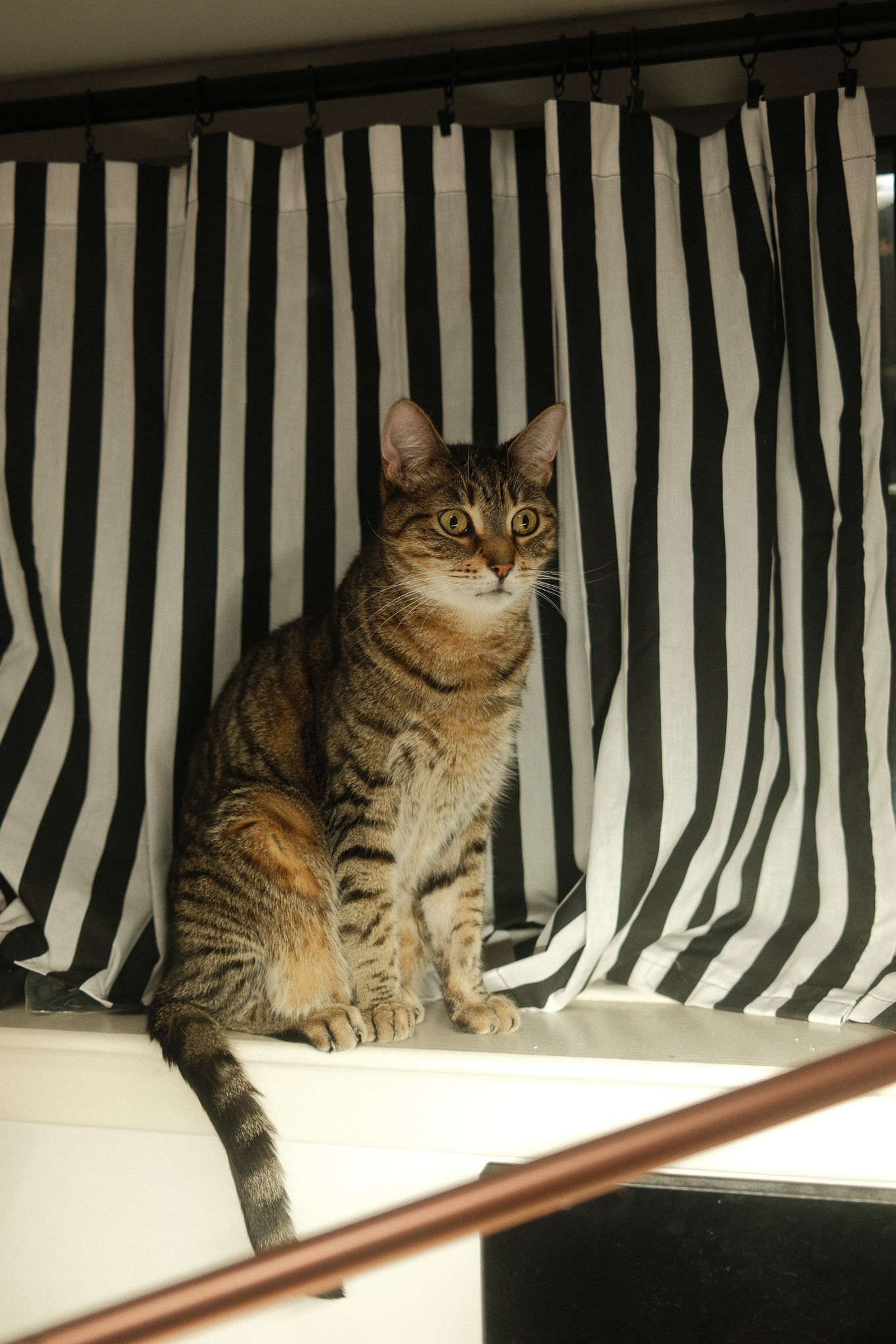 A tabby cat named Fern sitting on a window sill in front of a black and white striped curtain.