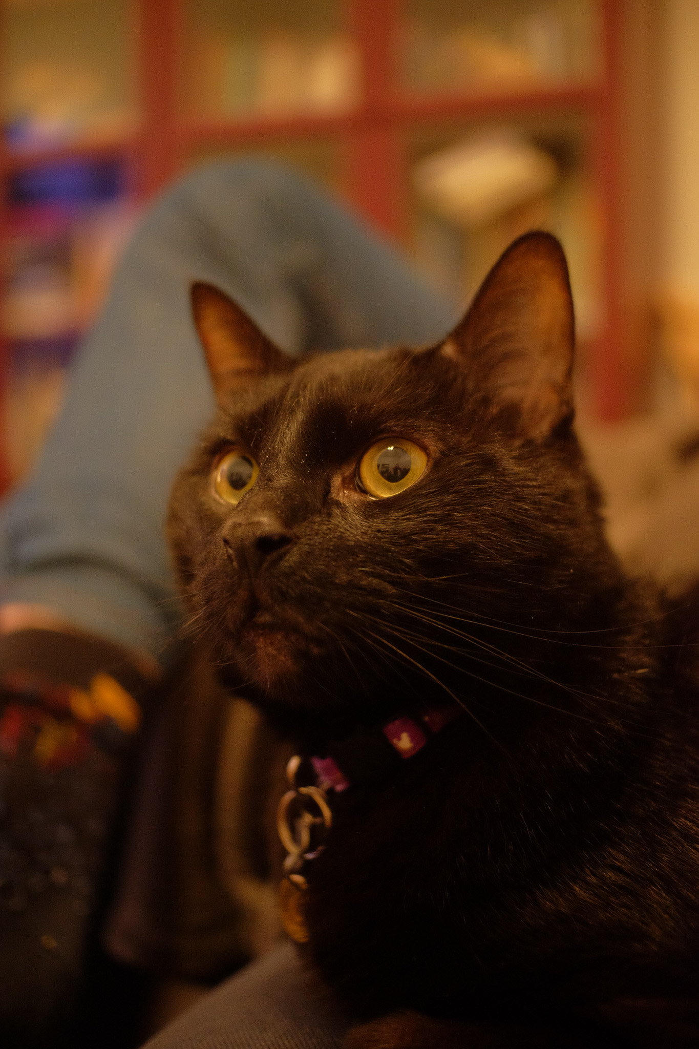 A black cat named Barley