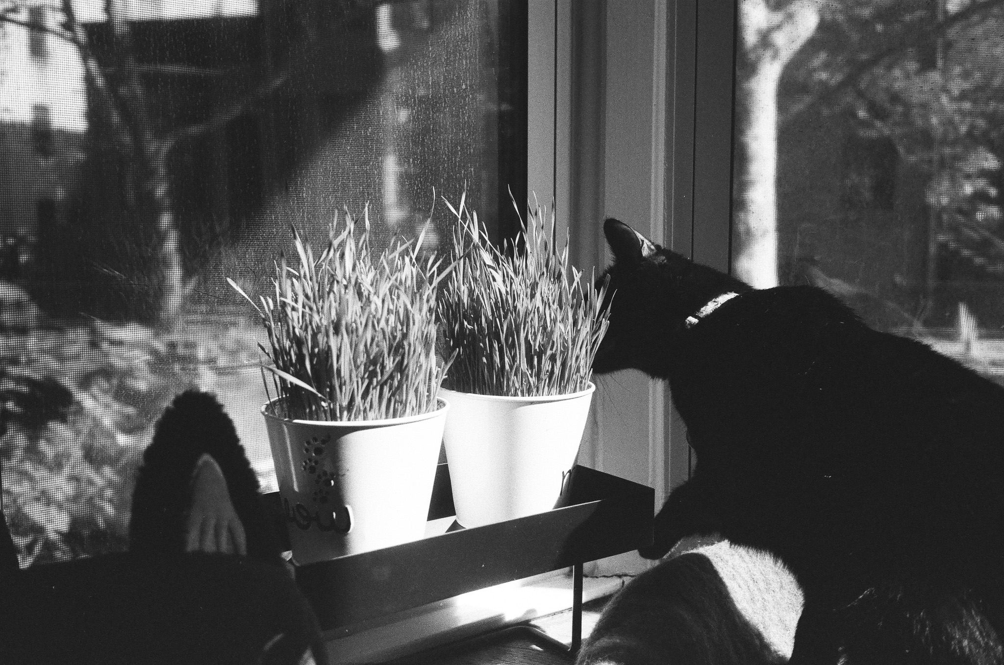 Barley inspecting cat grass on a window sill