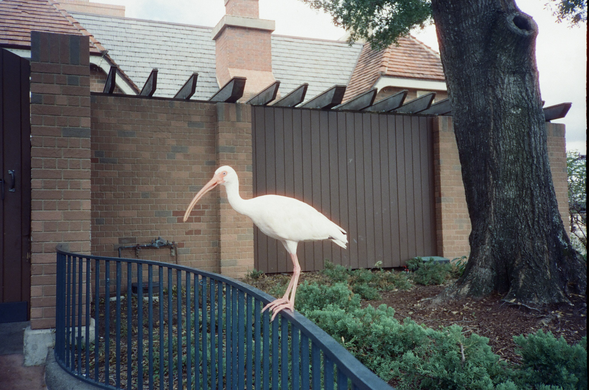 An white ibis standing on a black rail