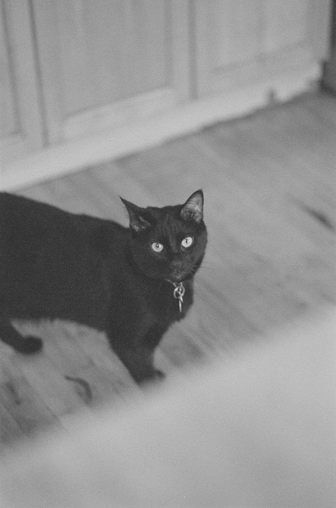 Barley standing on the floor looking annoyed with one ear back.