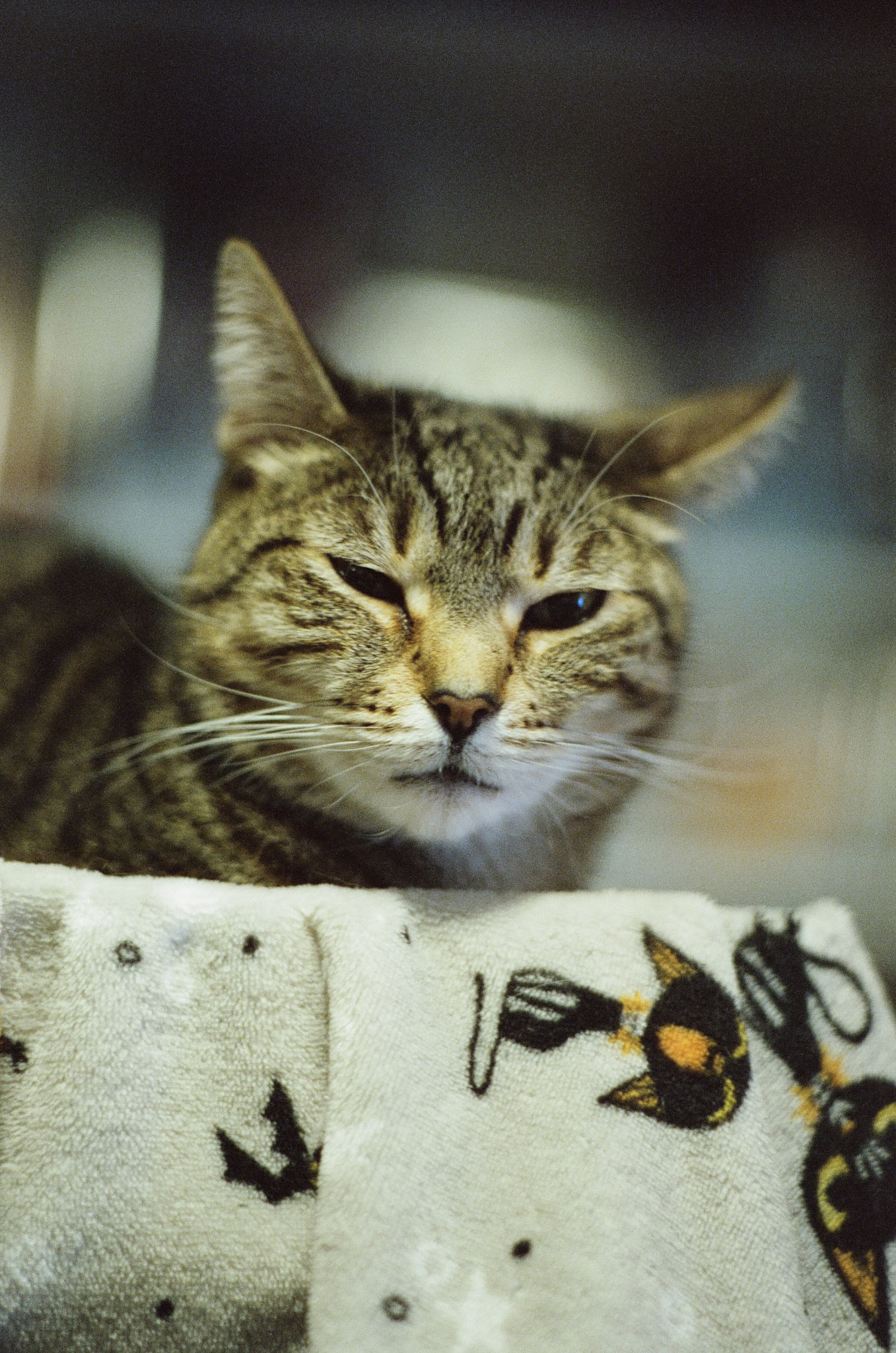 Close-up of Fern making a grumpy face.