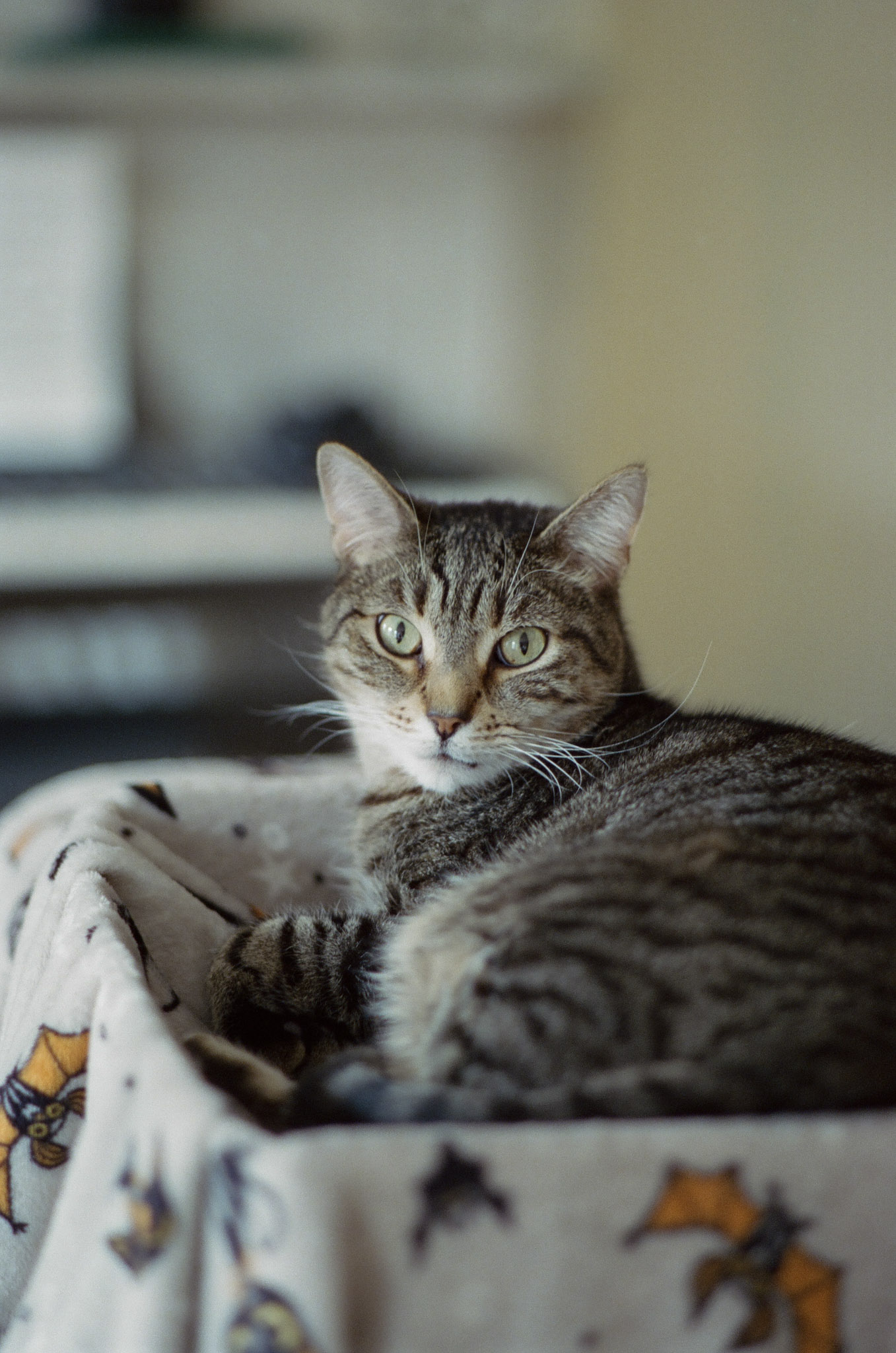 Fern laying on his side on a grey blanket looking into the camera