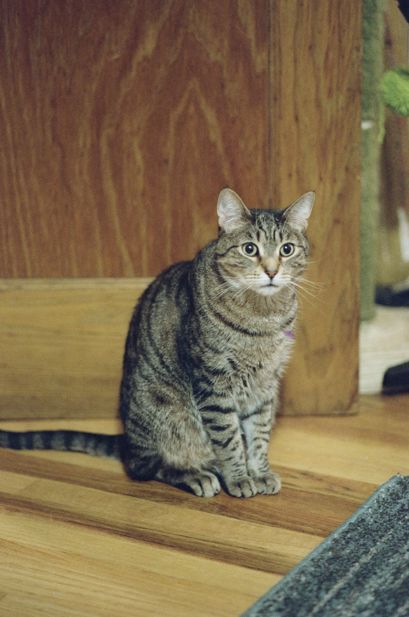 Fern sitting in front of a wooden door on a wood floor.