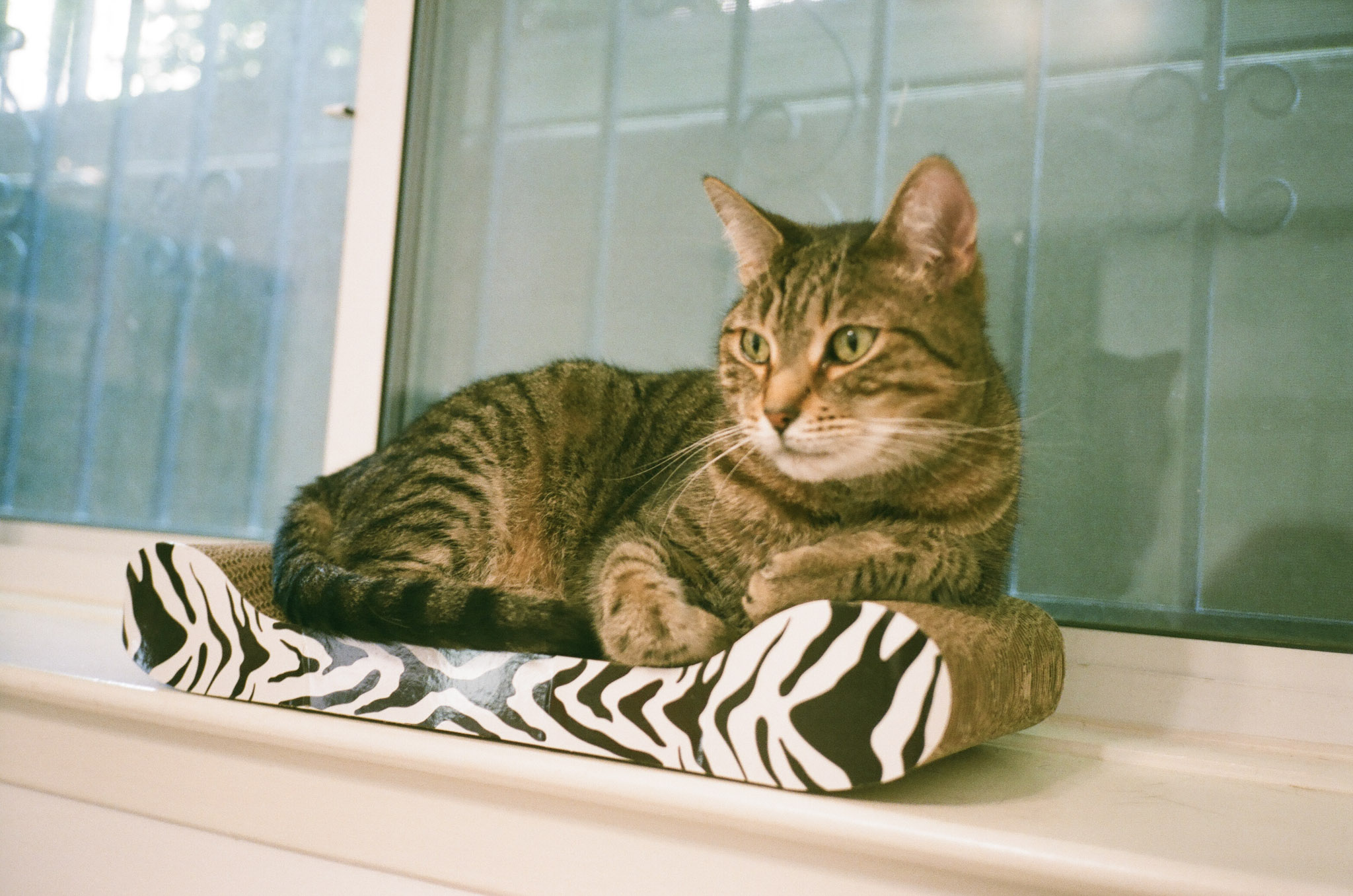 Fern sitting on a zebra themed cardboard lounger in front of a window