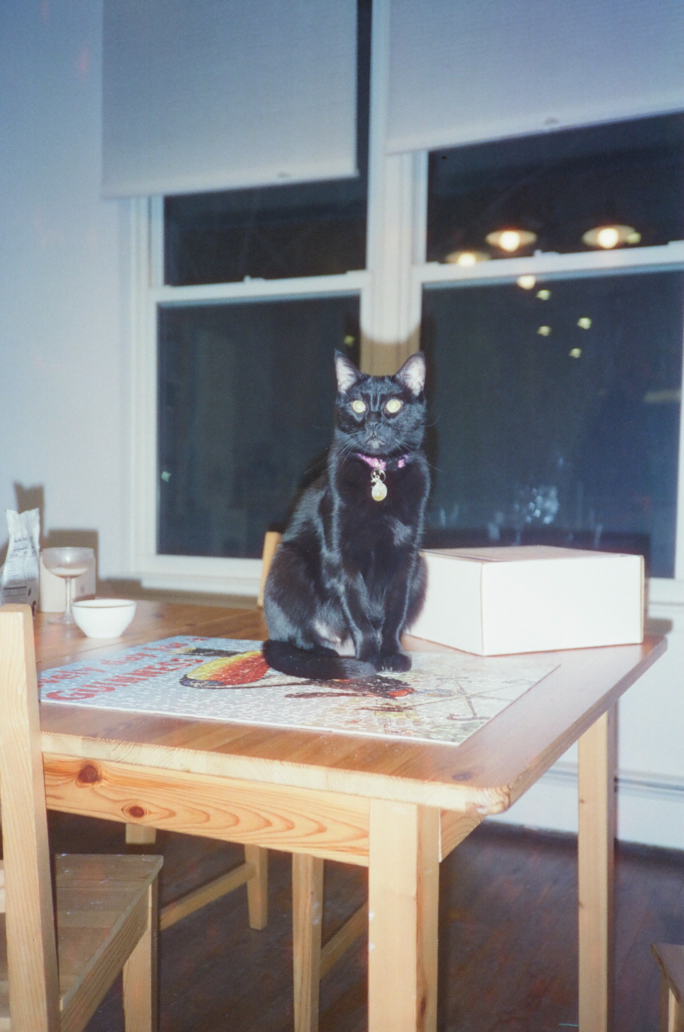 Barley sitting on a puzzle