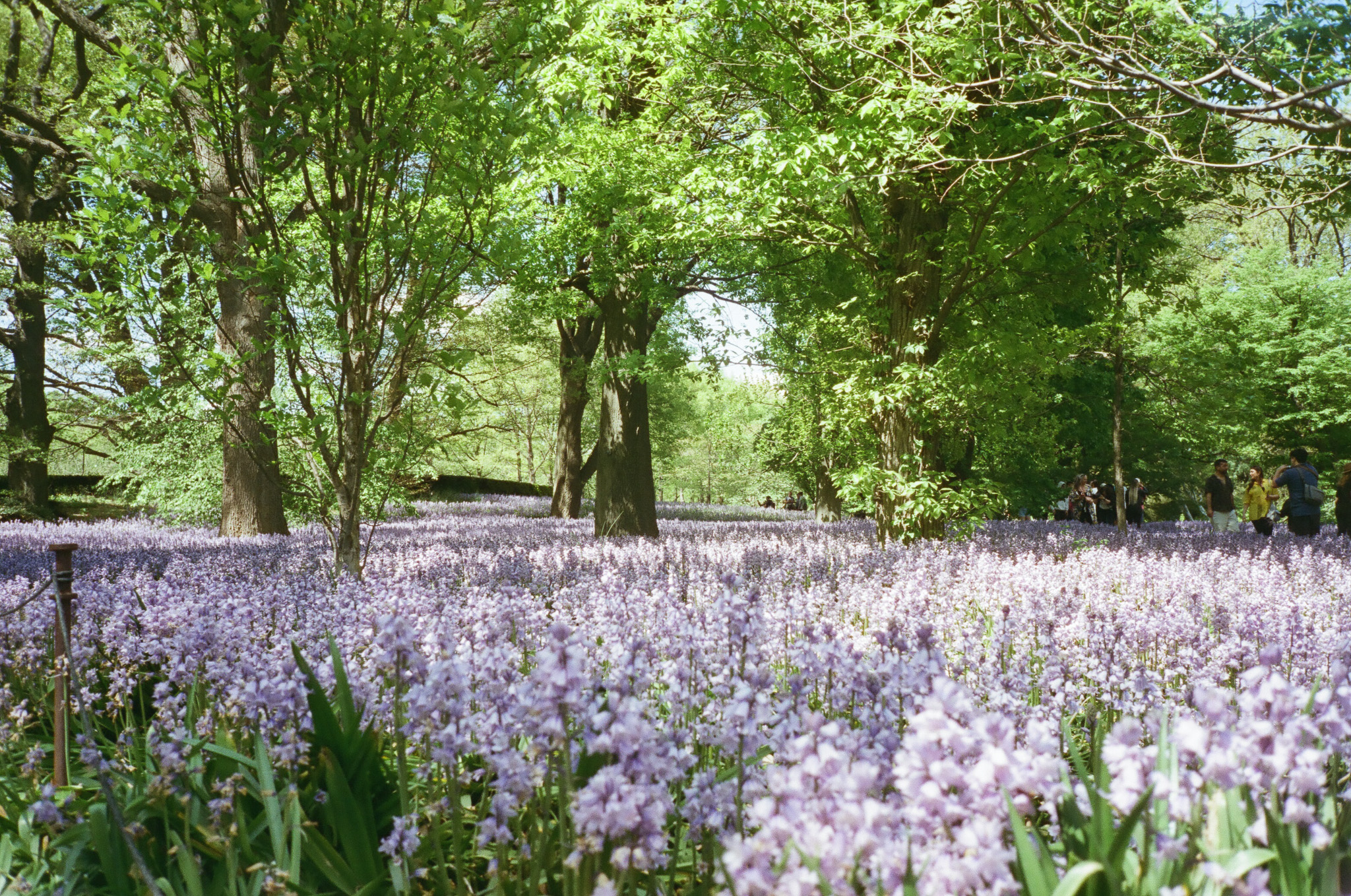 A field of bluebells in the Brooklyn Botanic Garden.