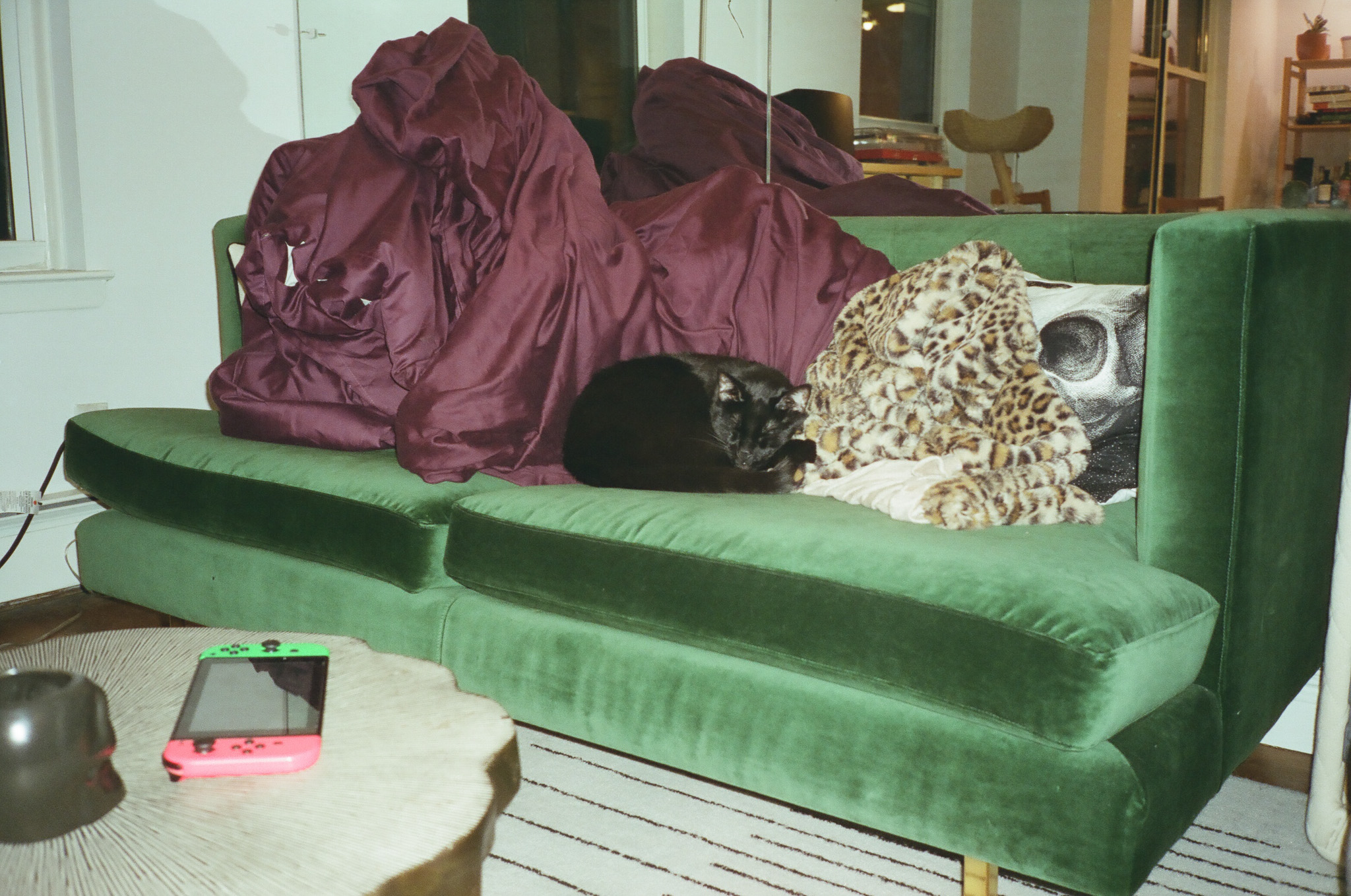 Barley on a green couch surrounded by purple sheets