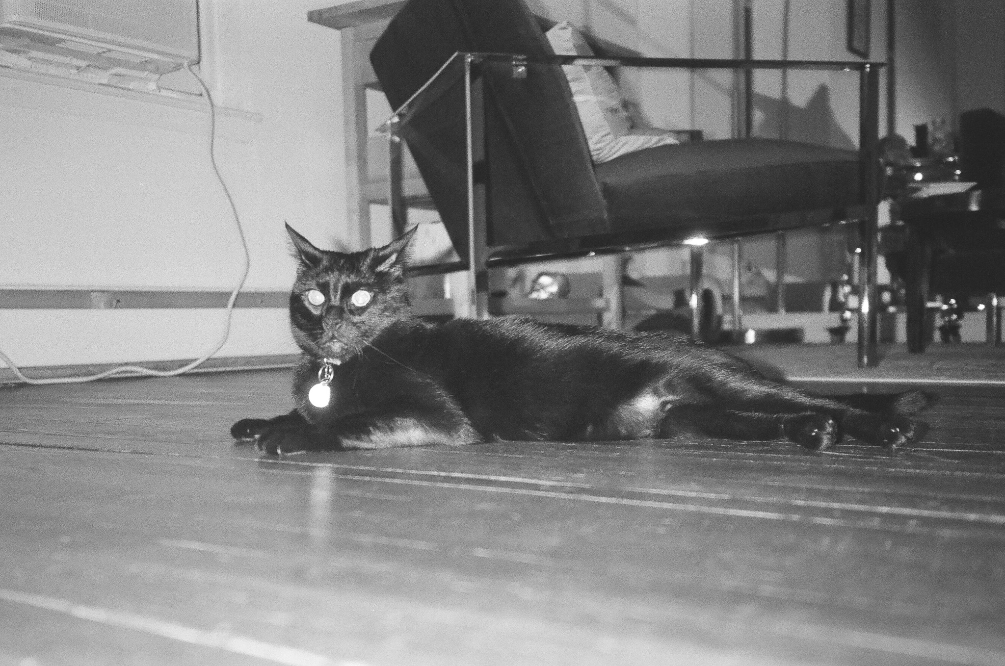Black and white photo of a black cat named Barley