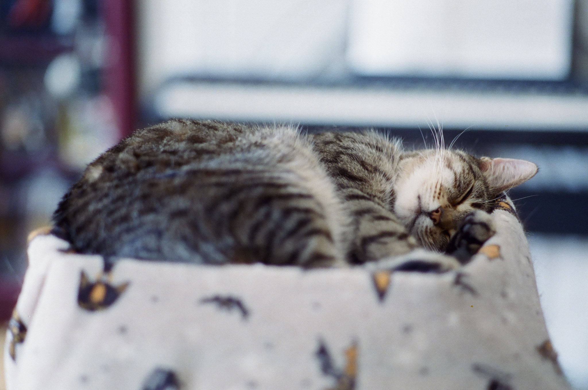 Fern asleep in a box covered by a grey blanket.