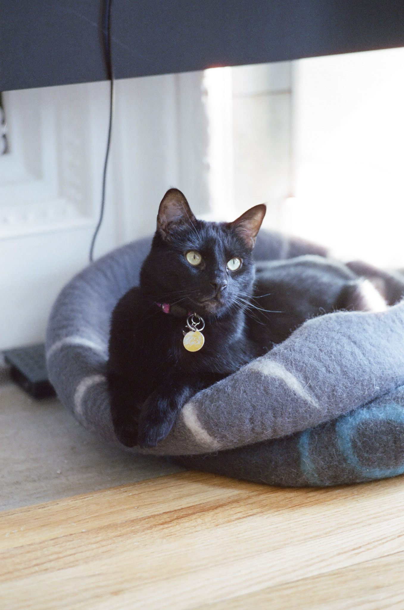 Barley sitting on a stack of felt beds. His paws hang over the side.