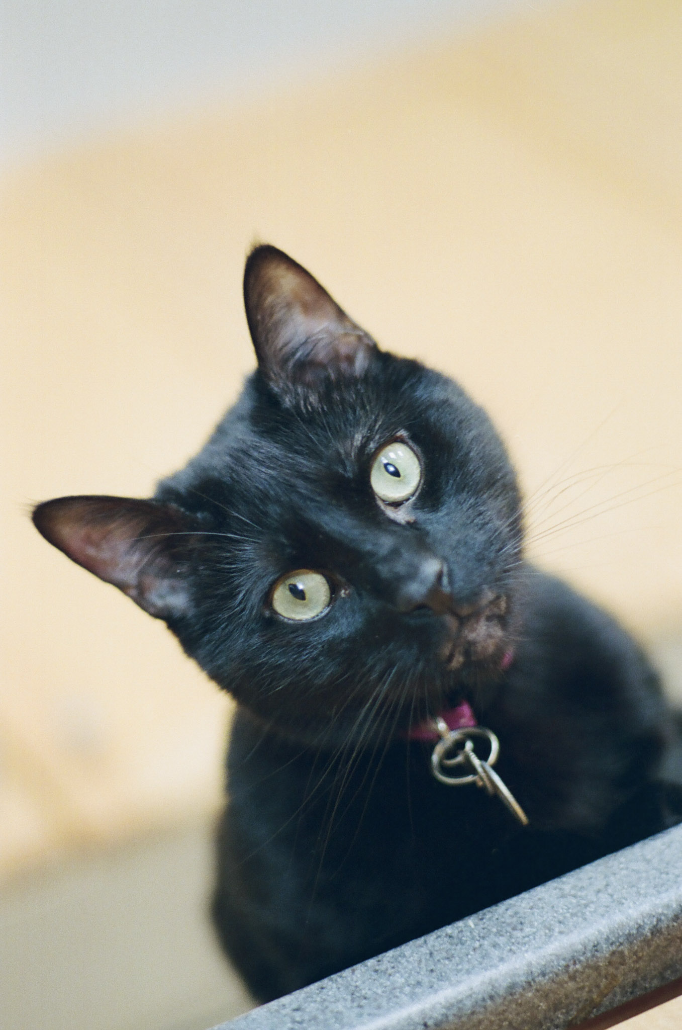 Barley looking inquisitively down at the camera from above.