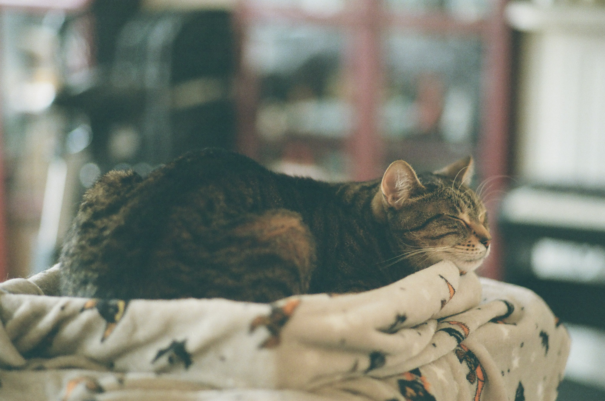 Fern sleeping on top of a cat tree. He is sleeping on his feet with a big smile.