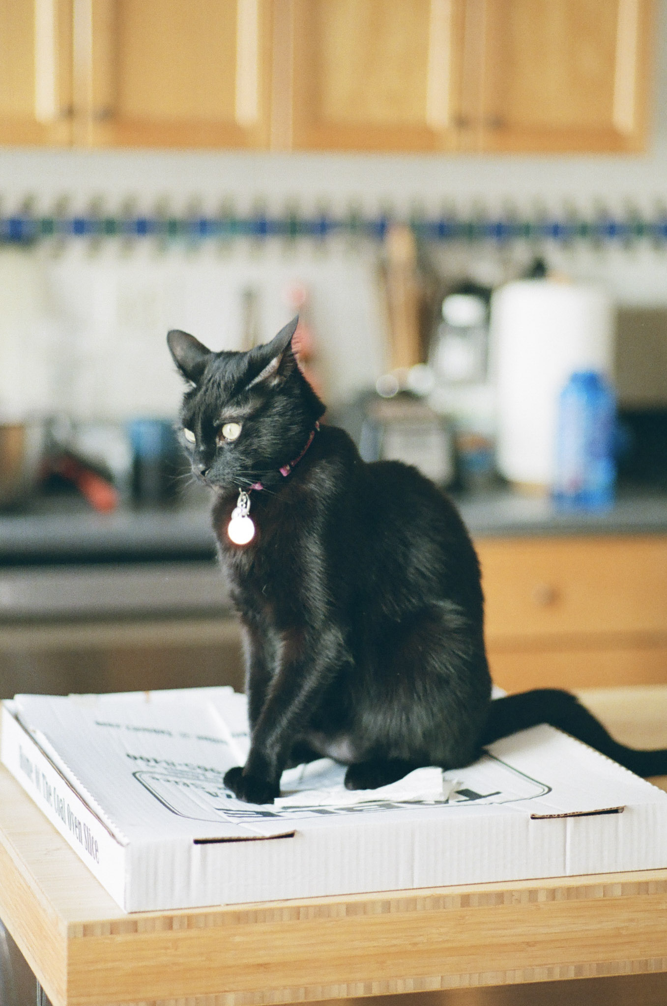 Barley sittin on a counter on a pizza box with an awareness of his transgressions.