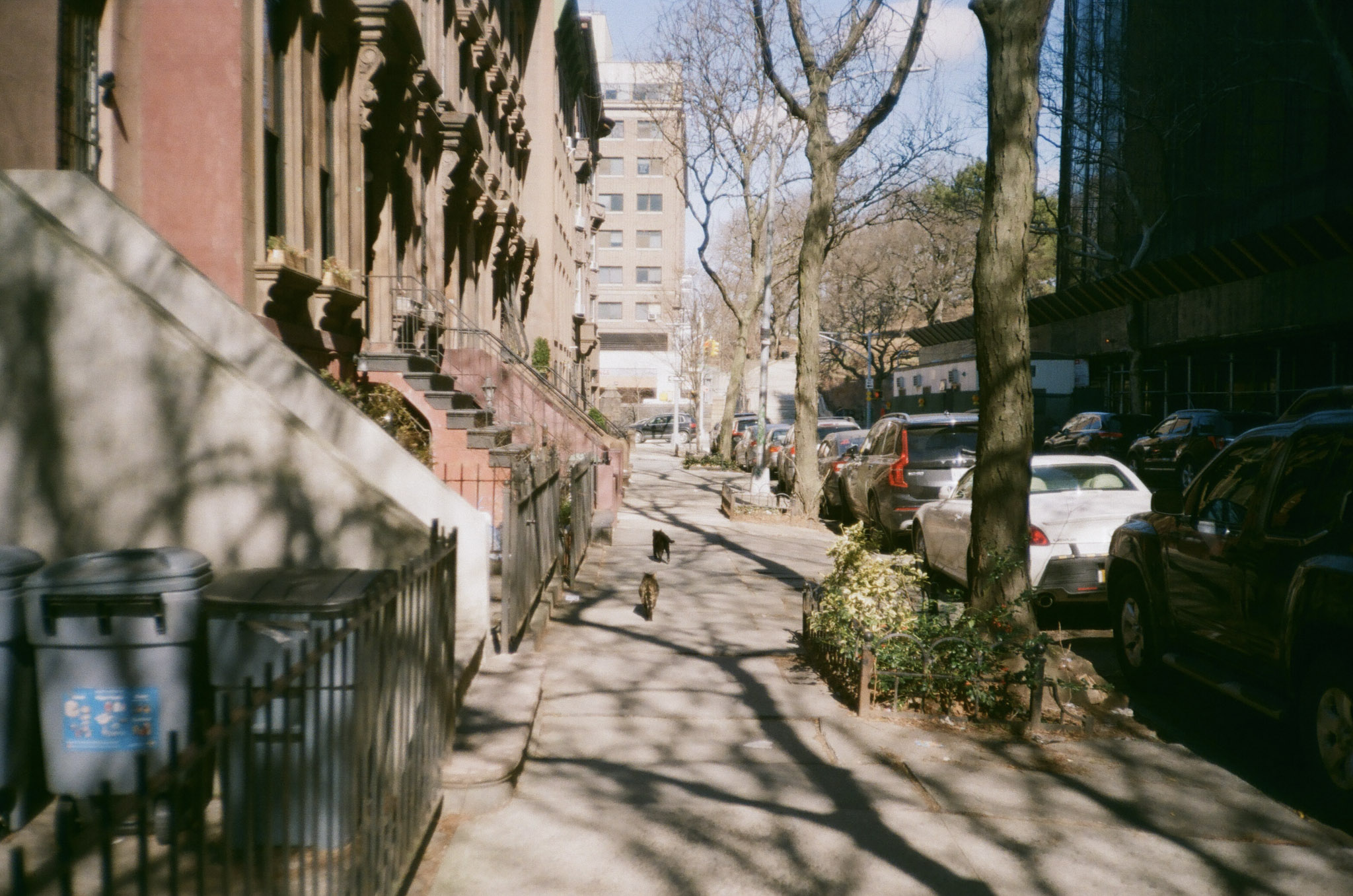 Two cats walking down a tree lined street in Brooklyn.