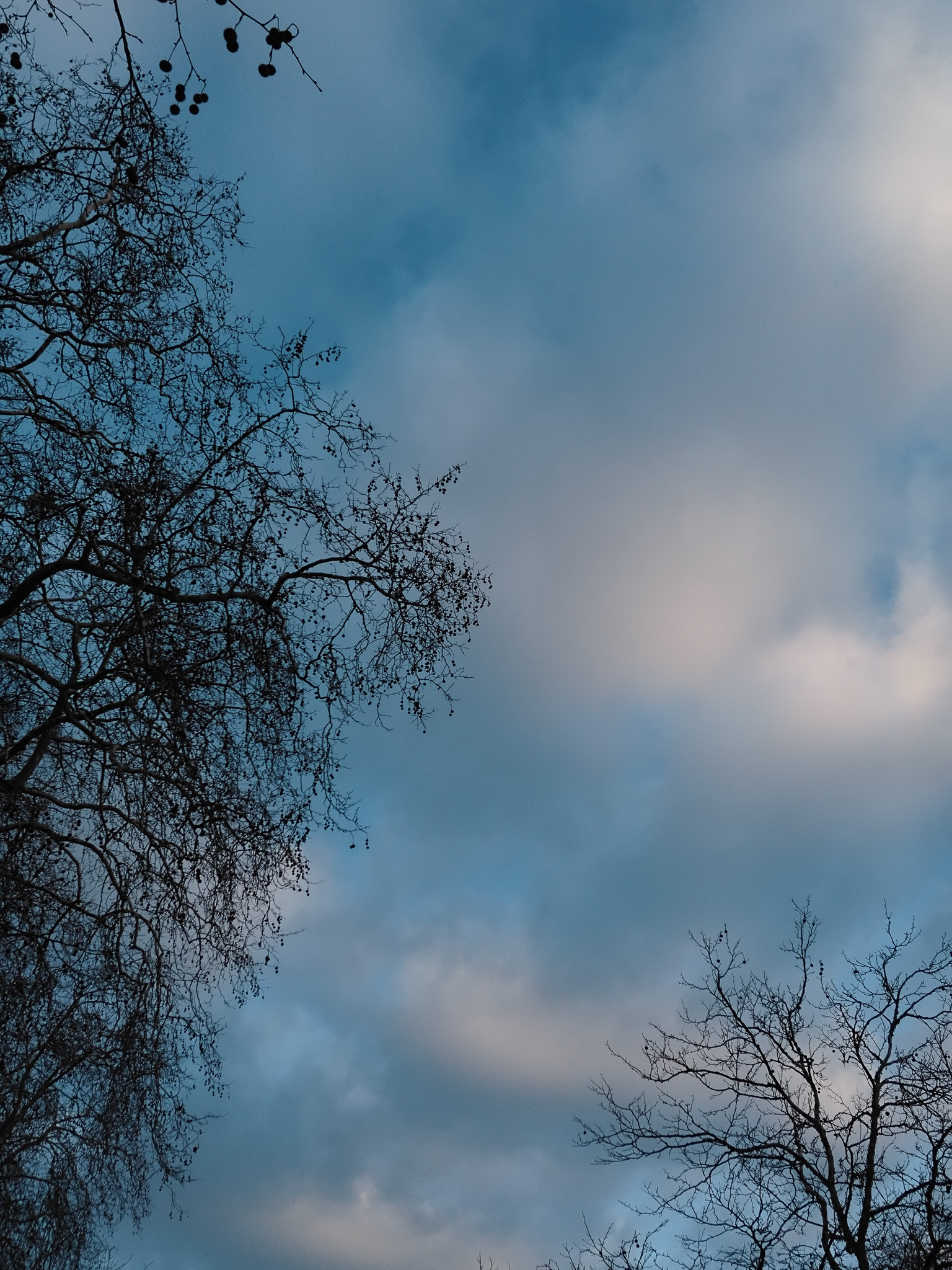 Dense clouds at sunset shot through barren winter trees.