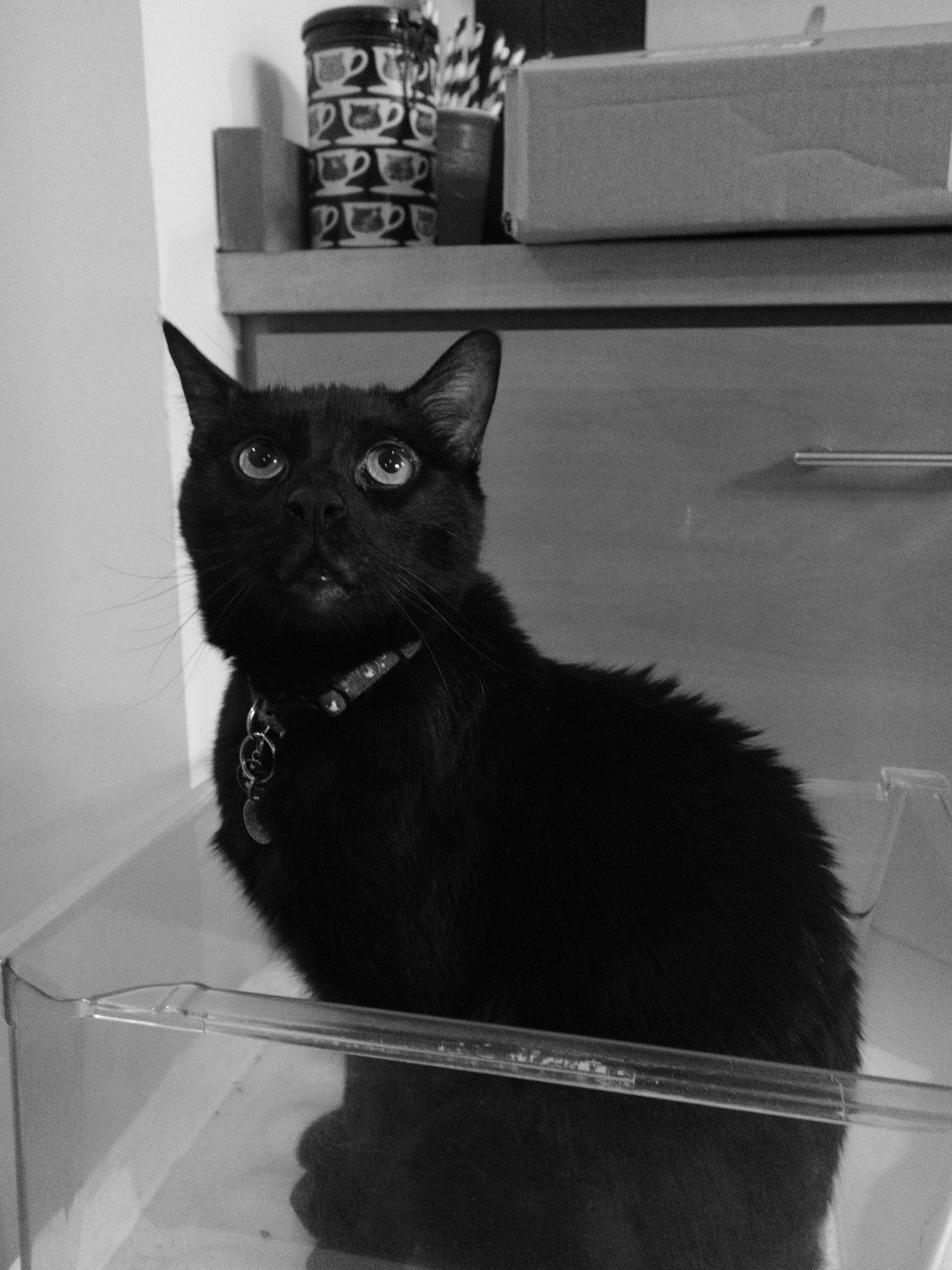 Barley looking inquisitively sitting in the crisper drawer from a fridge.