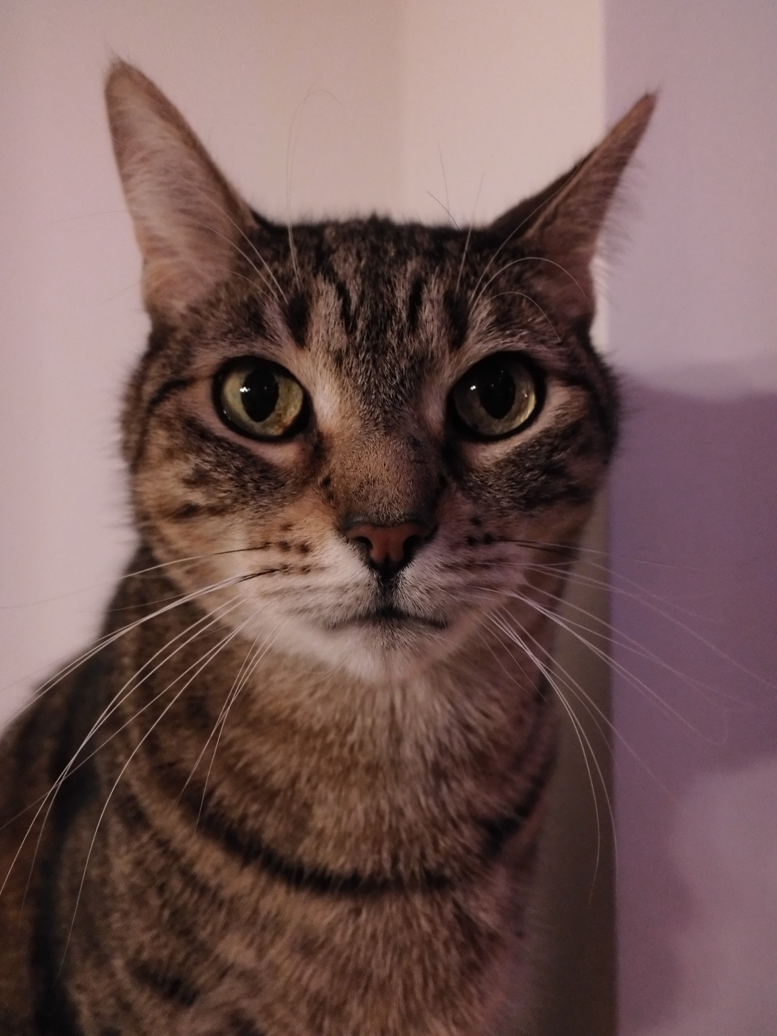 Fern, a tabby cat, looking directly at the camera in a close-up.