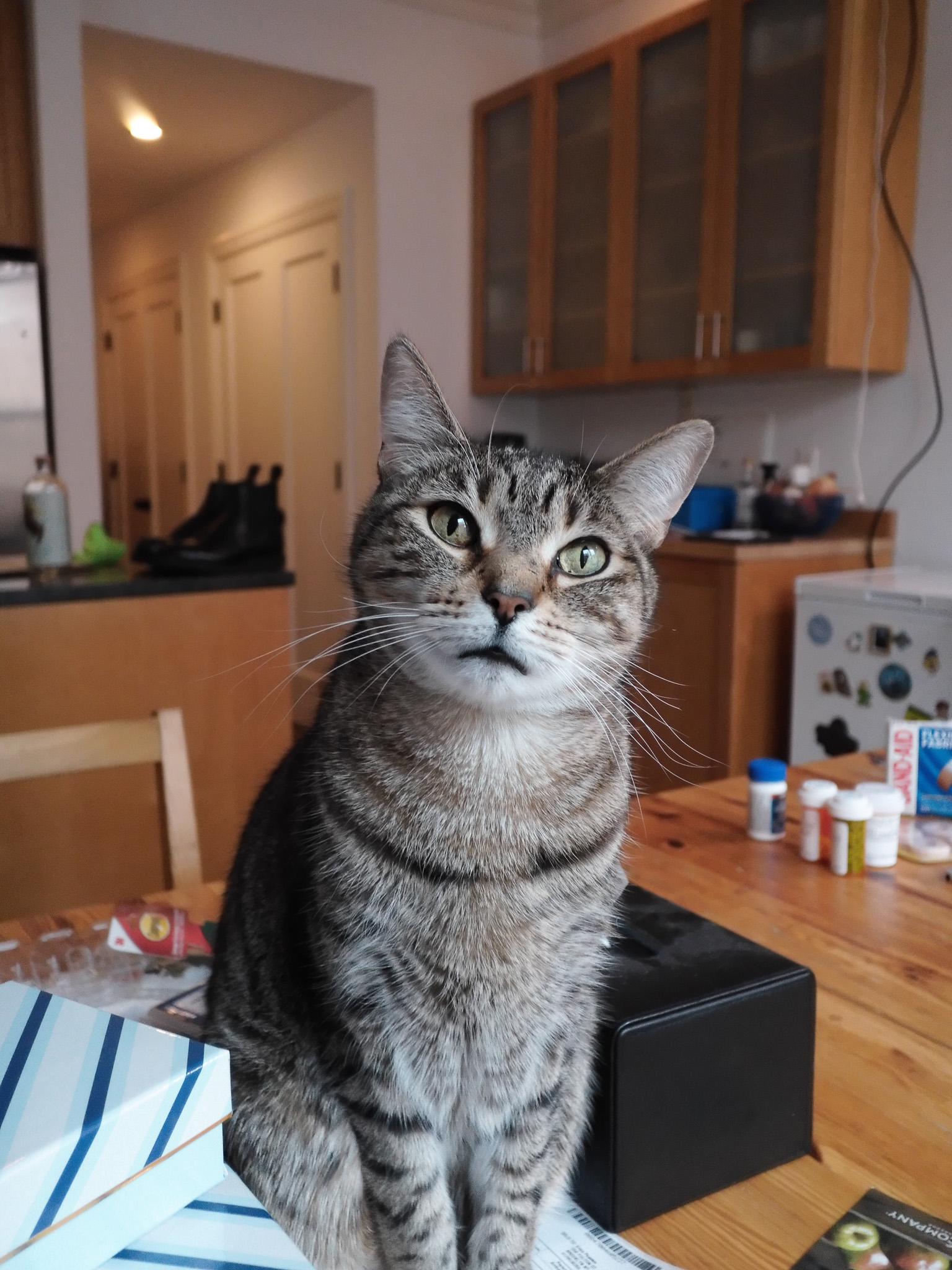 Fern, a tabby cat, sitting on a kitechen table looking at a camera.