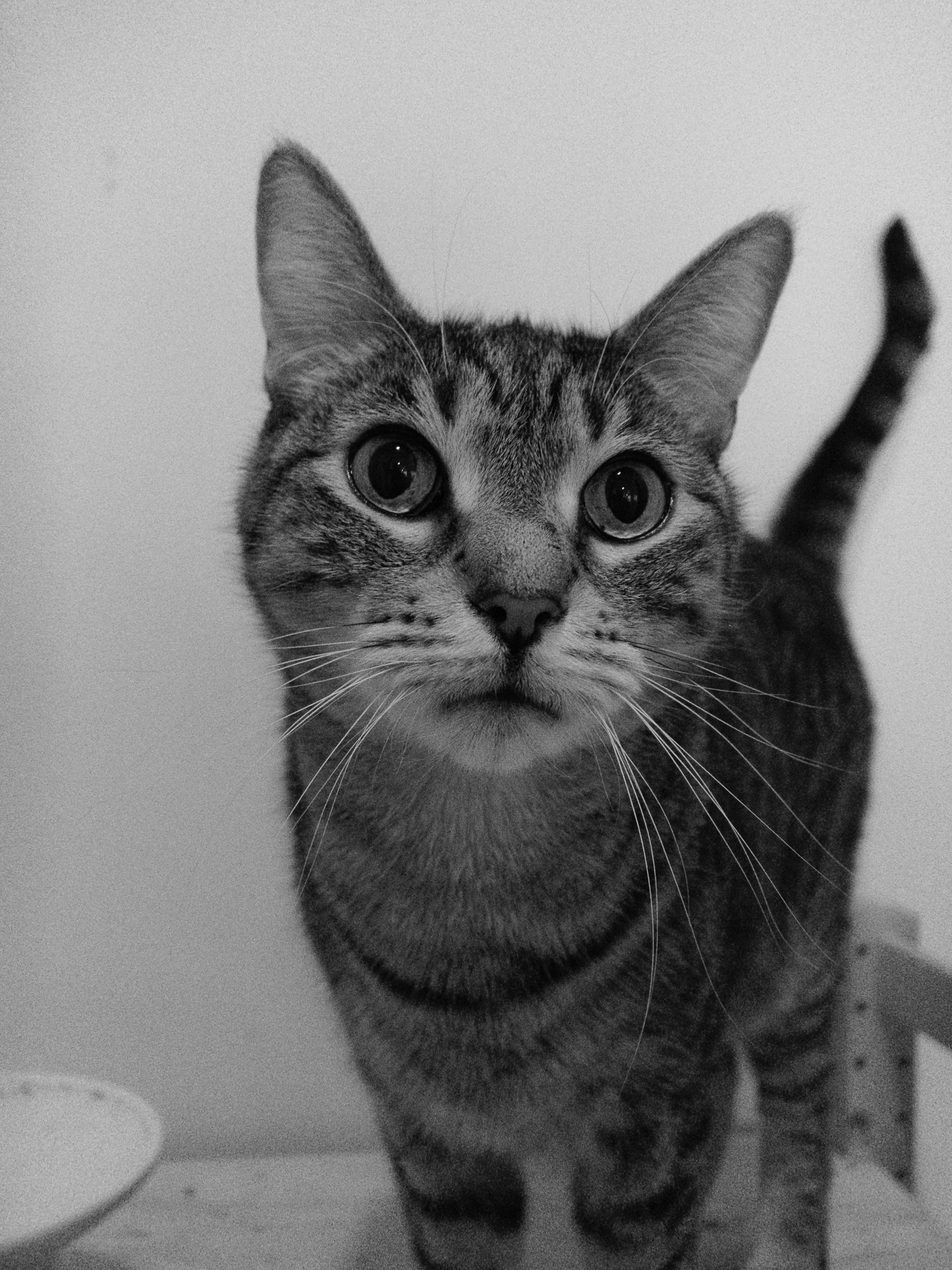 Fern, a tabby cat, looking expectantly at the camera.