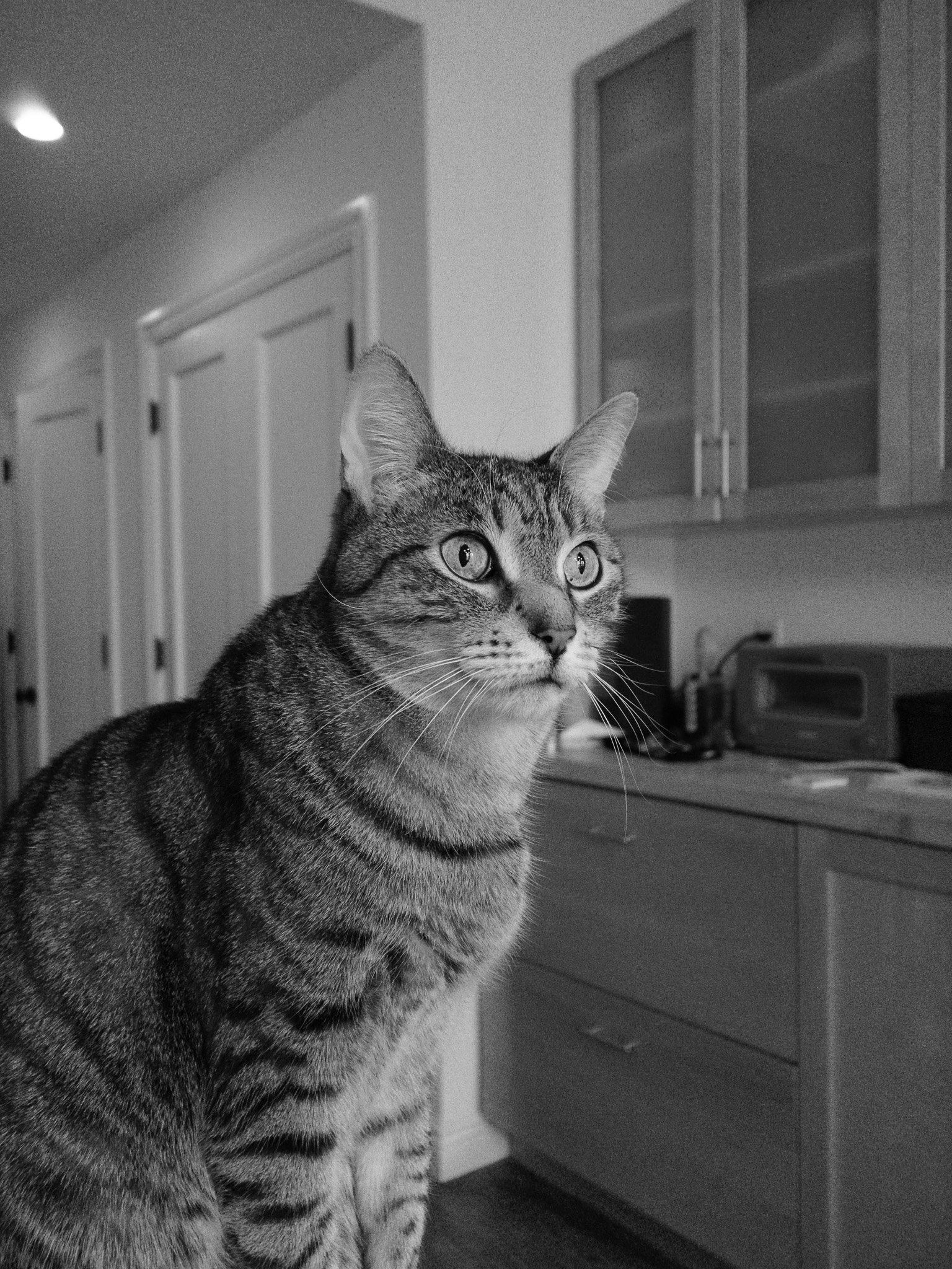 Fern staring off into space.