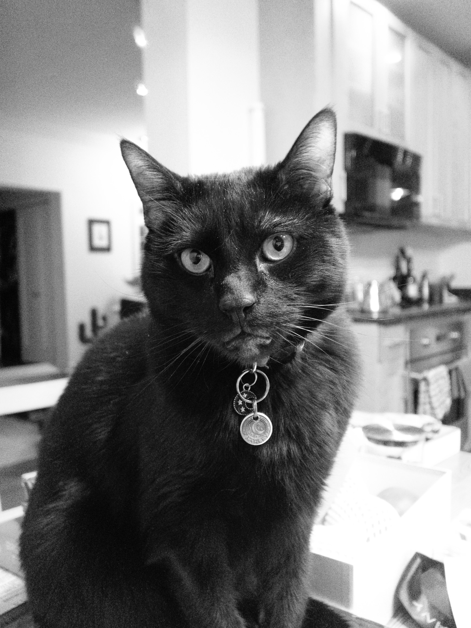 Barley, a black cat, sitting on a table, and looking expectantly into the camera.