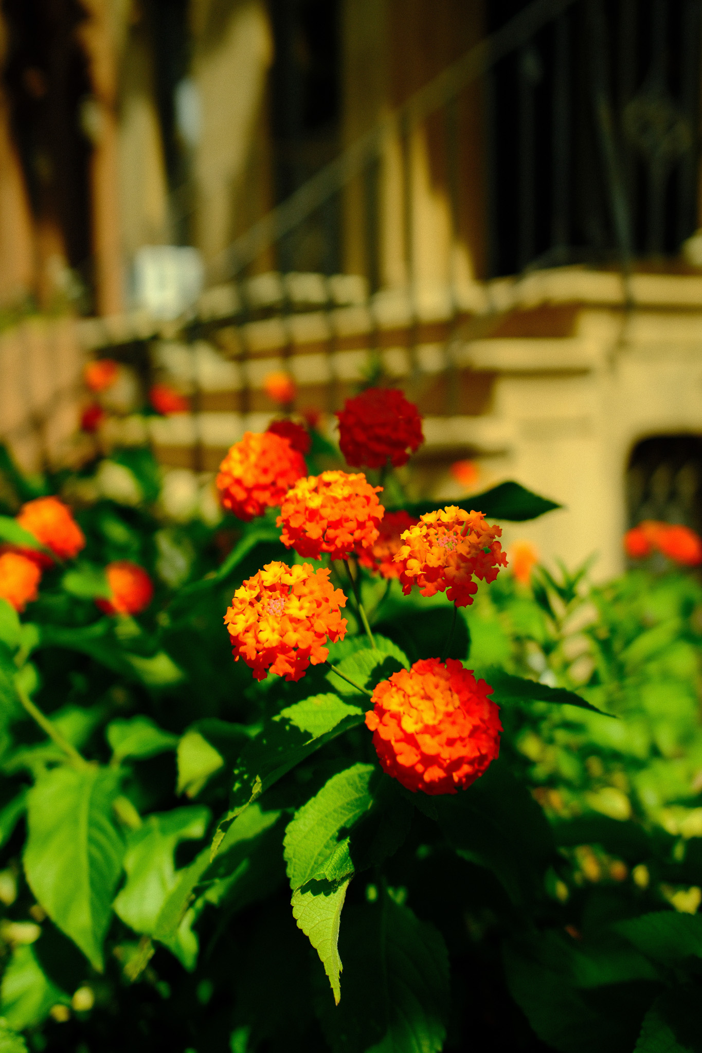 Bright orange Hydrangea in front of a brownstone