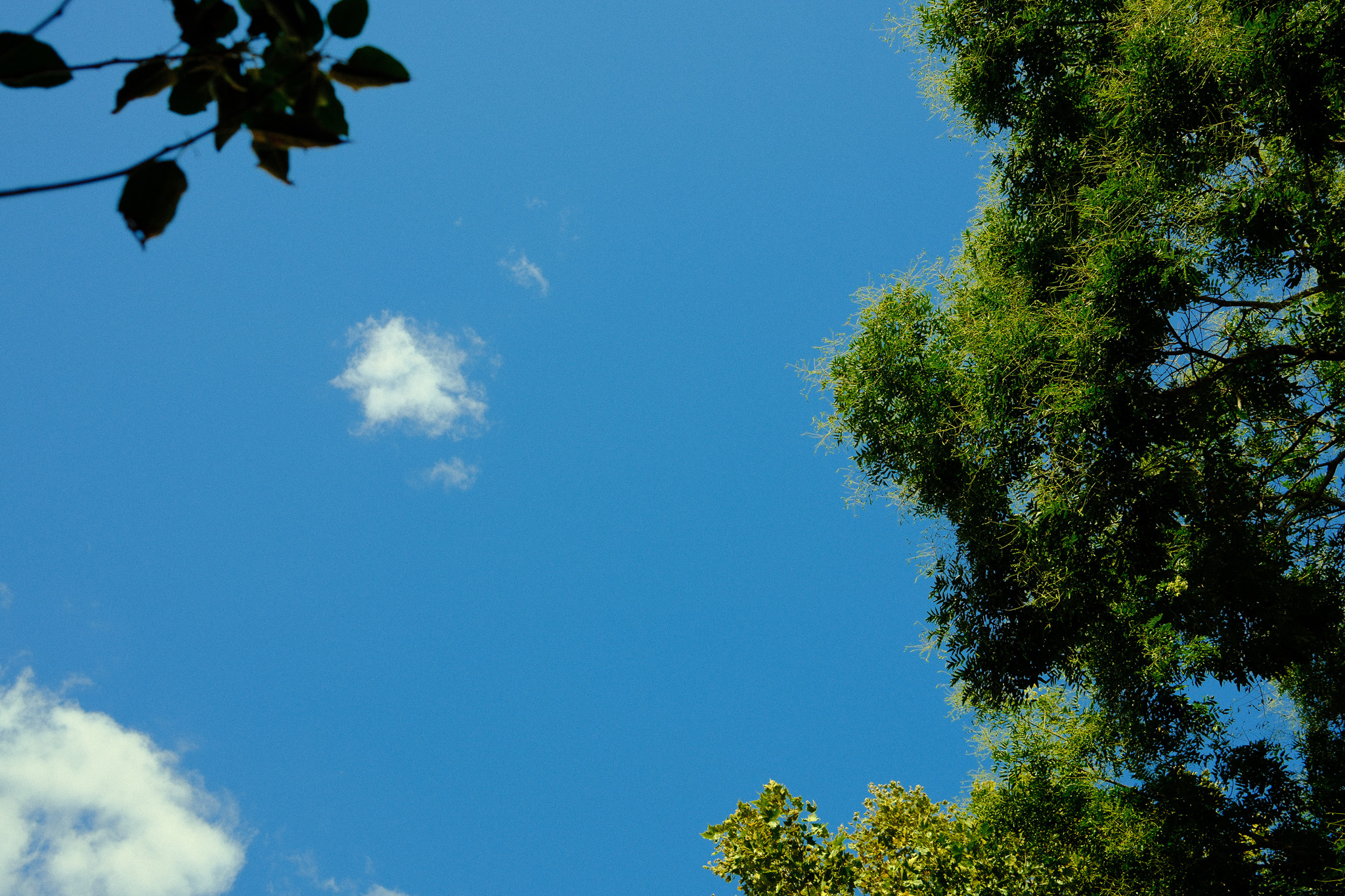 A sky with a few clouds and the tops of trees.