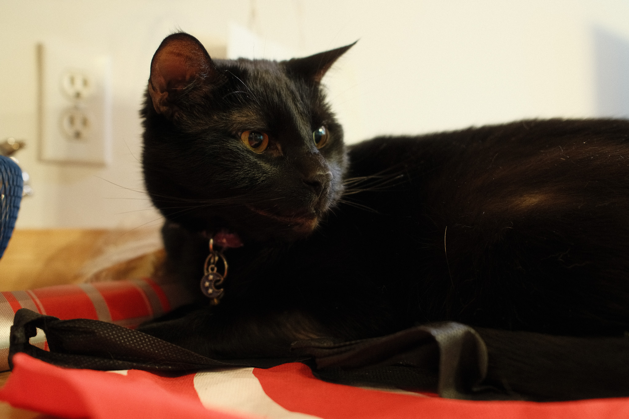 Barley, a black cat, sitting on a target bag looking smug.