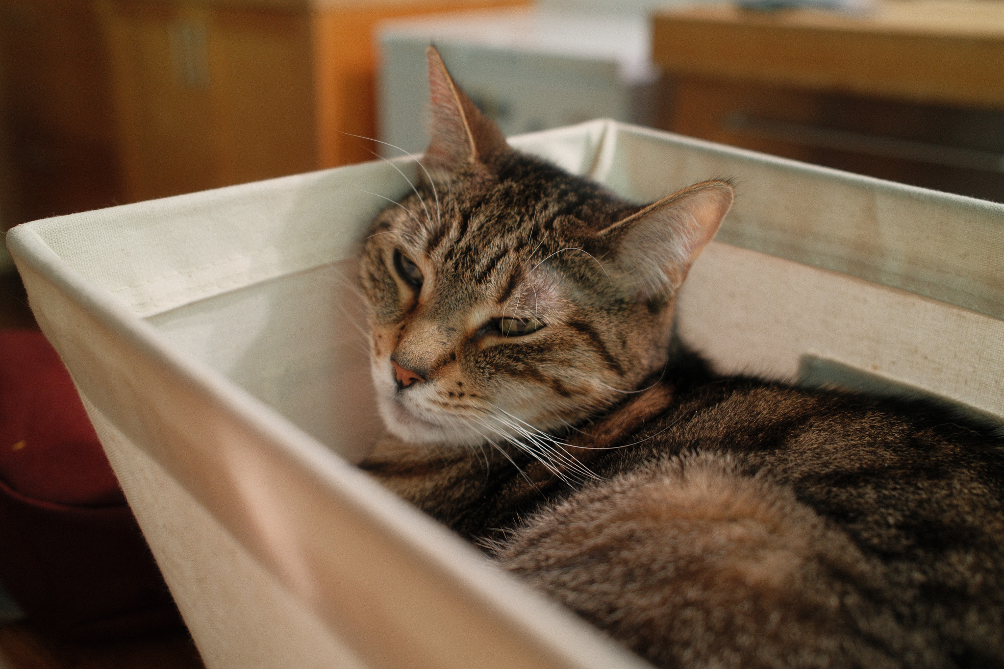 Fern, a tabby cat, in a canvas cloth bin.