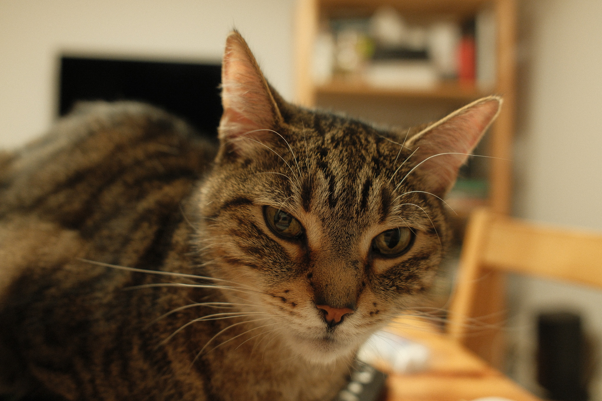 A close up of a tabby cat named Fern