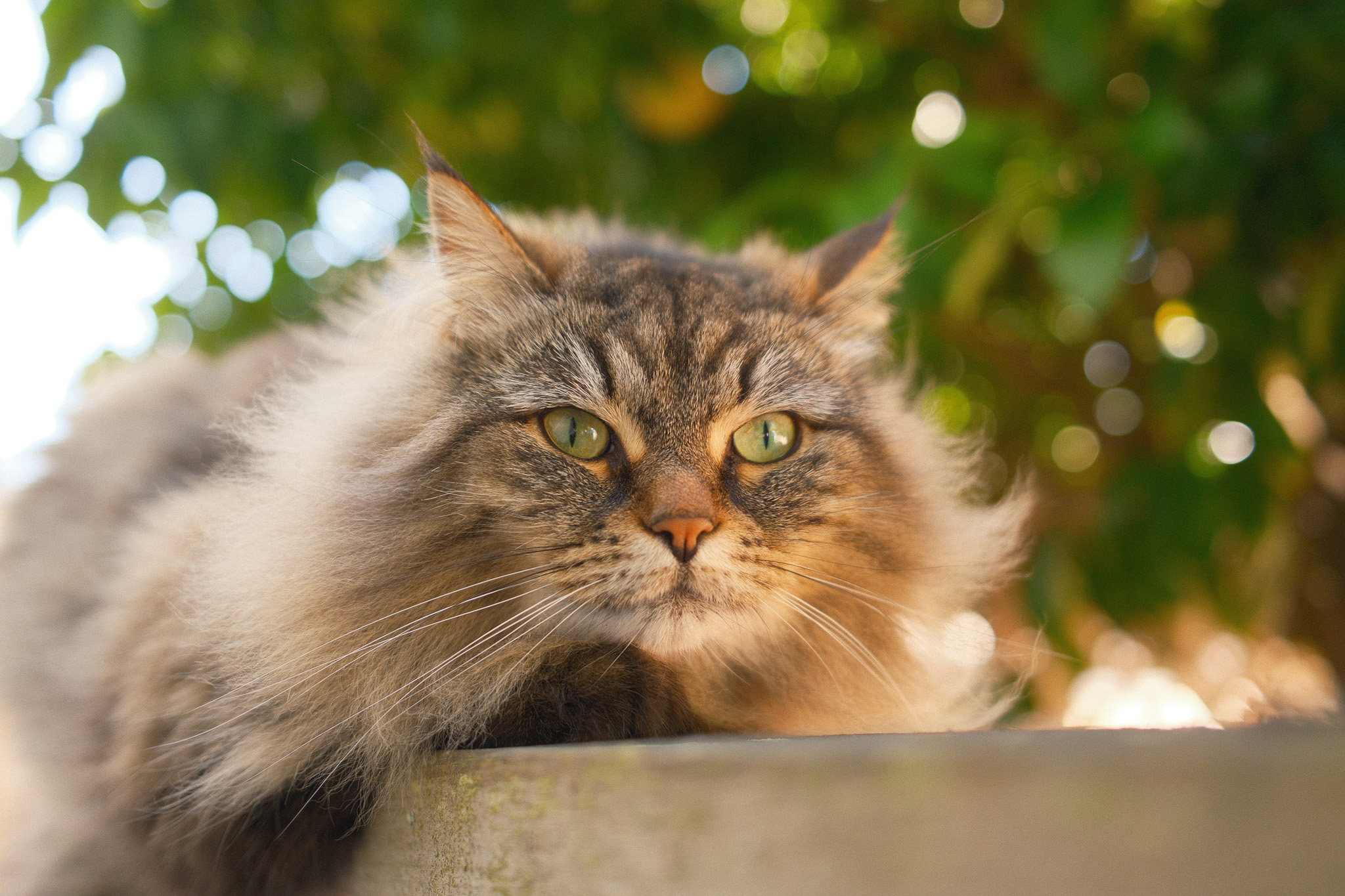 Astrid, a long haired tabby colored cat, sitting on the top of a fence.