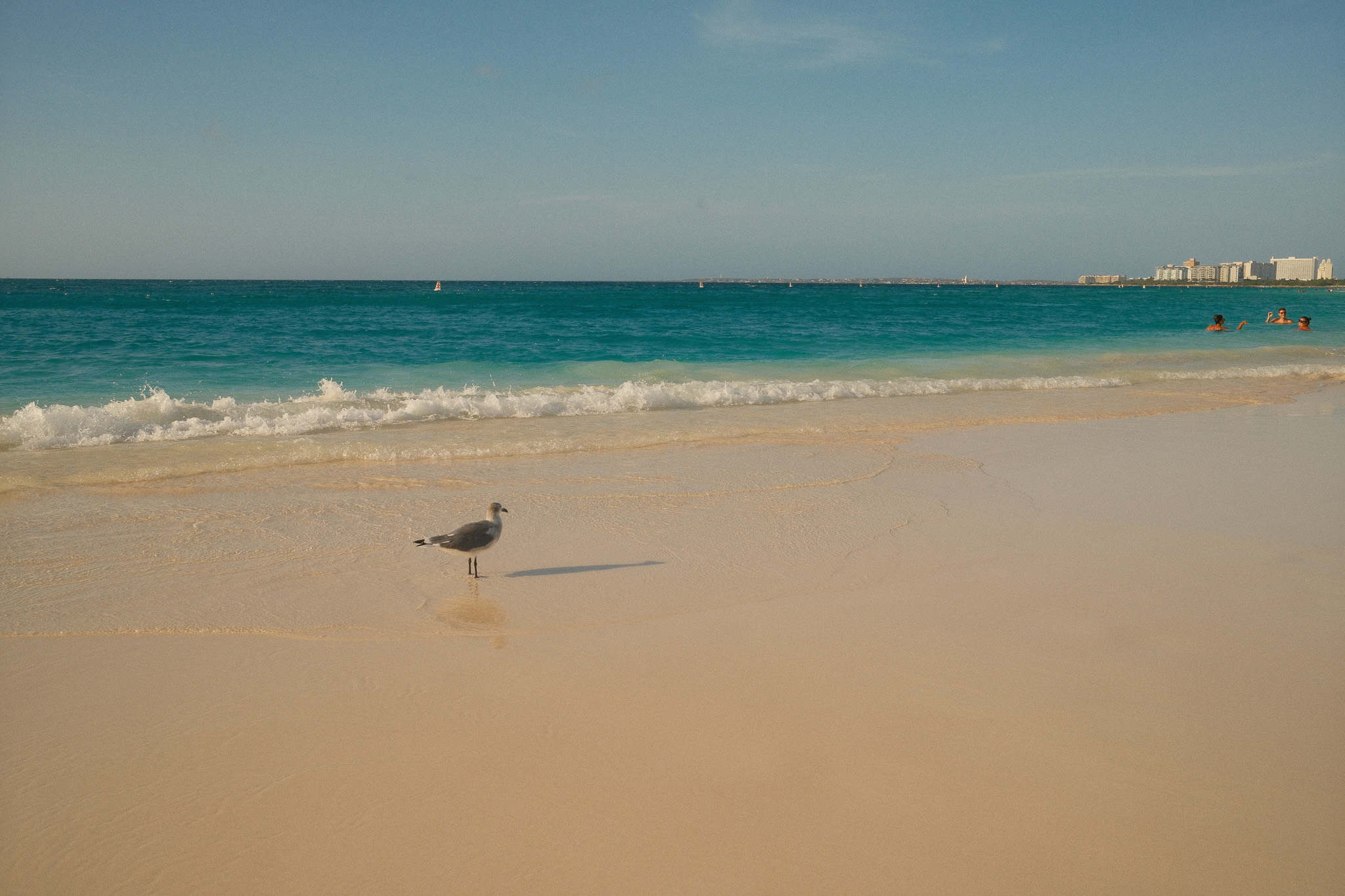 A seagull on the beach looking at a party of swimmers.