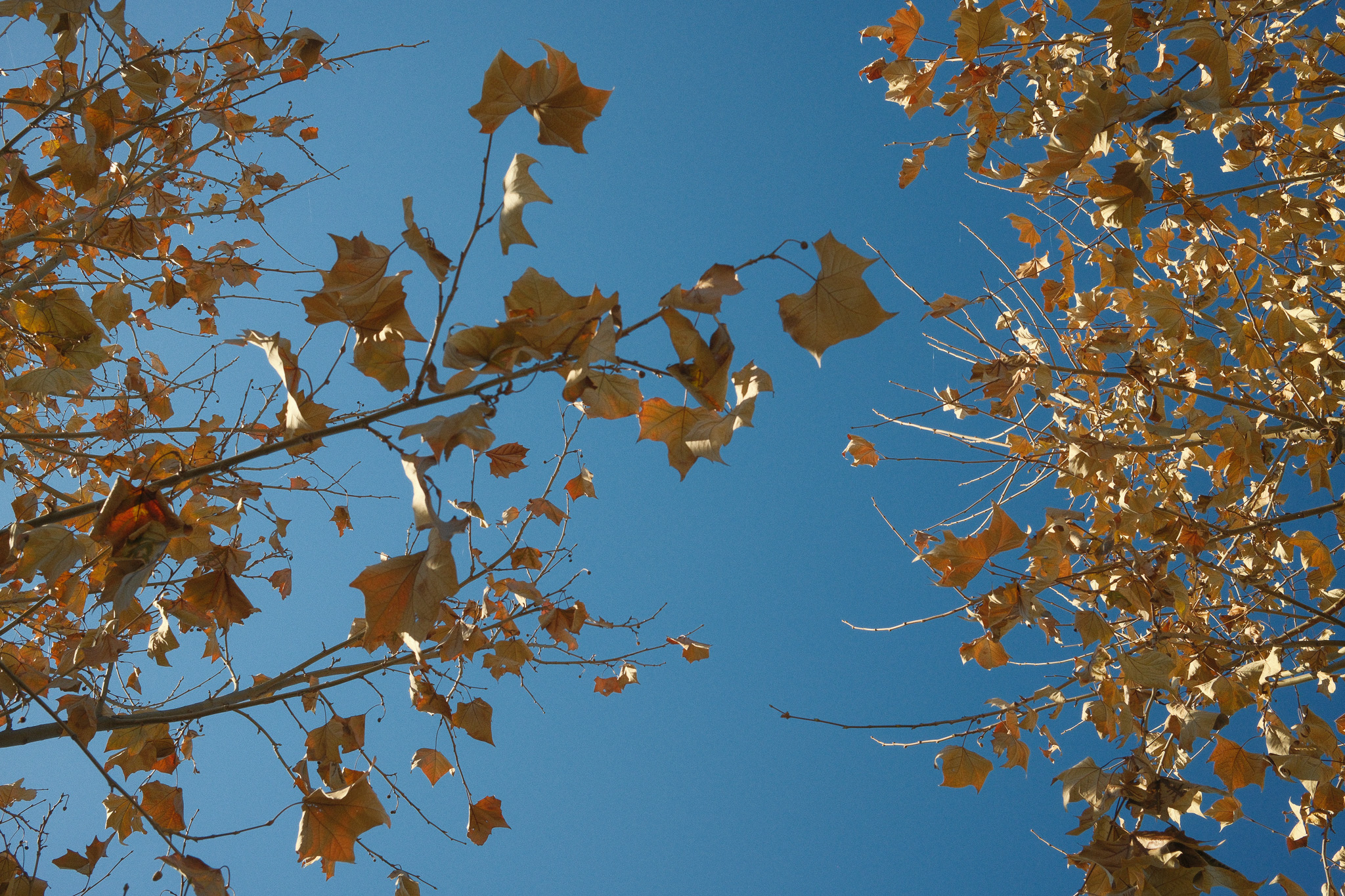 A blue sky as seen through long dry maple leaves