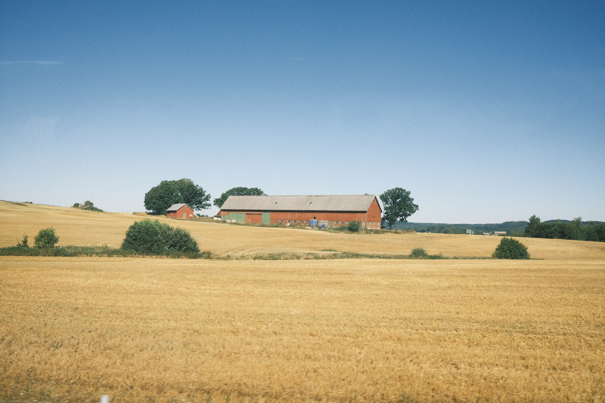 A red barn in a field of end of season wheat