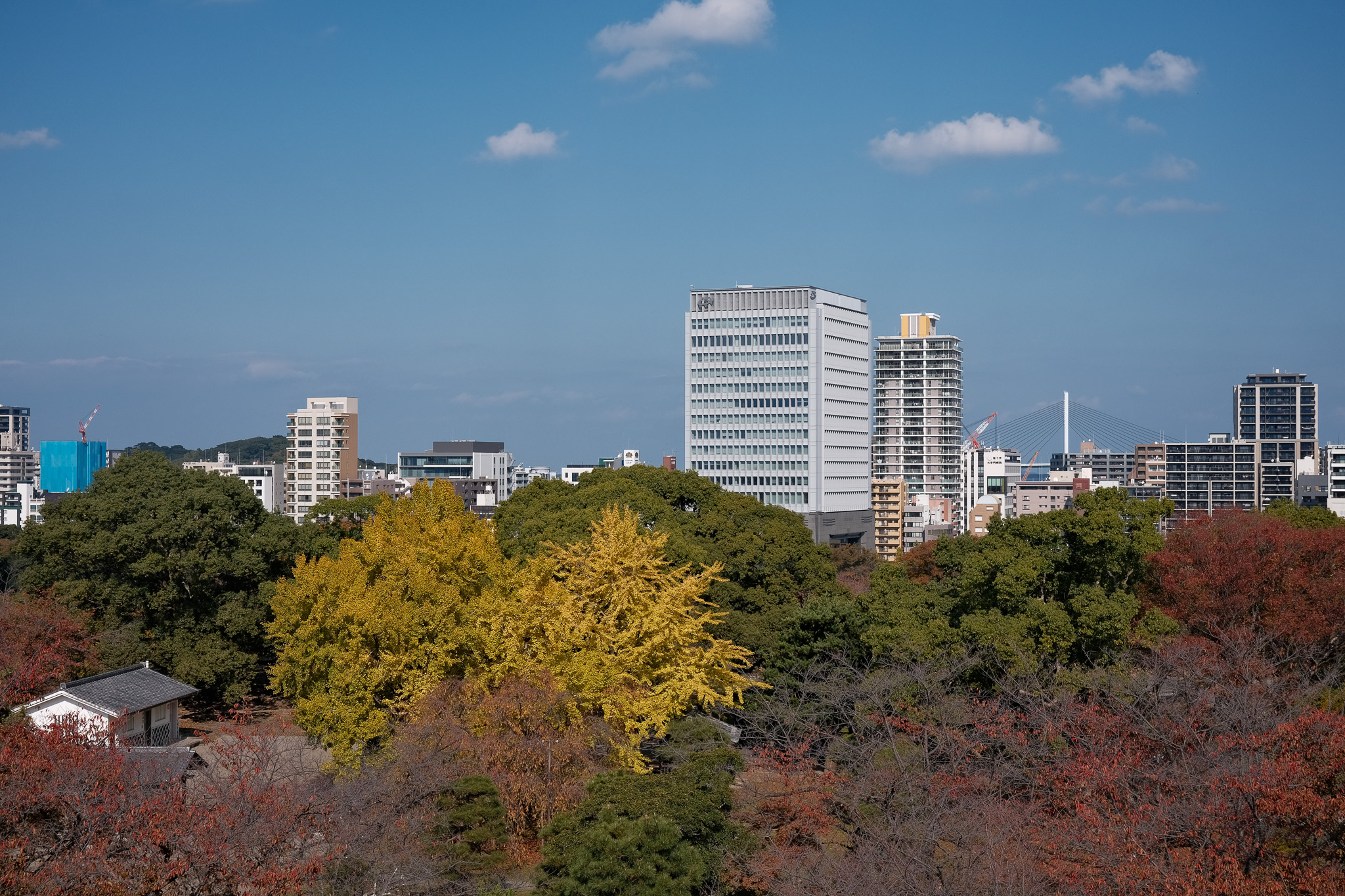 A park in the fall in Fukuoka. Red, yellow, and green trees make up the park surrounded by tall buildings.