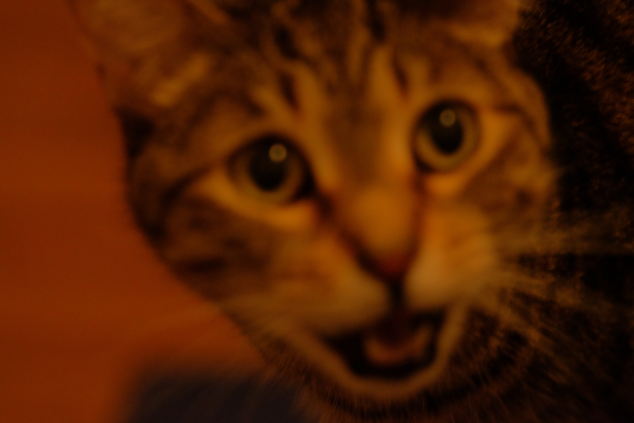 A blurry close-up of a tabby cat meowing