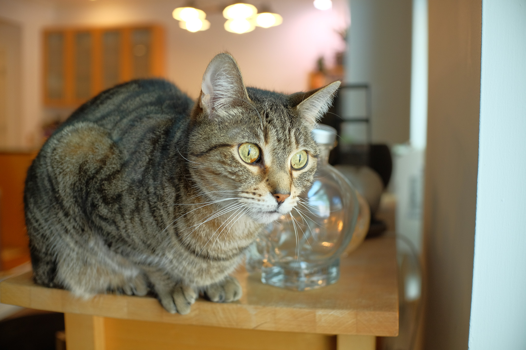 Fern, a tabby cat, sitting on a wood counter staring out the window.