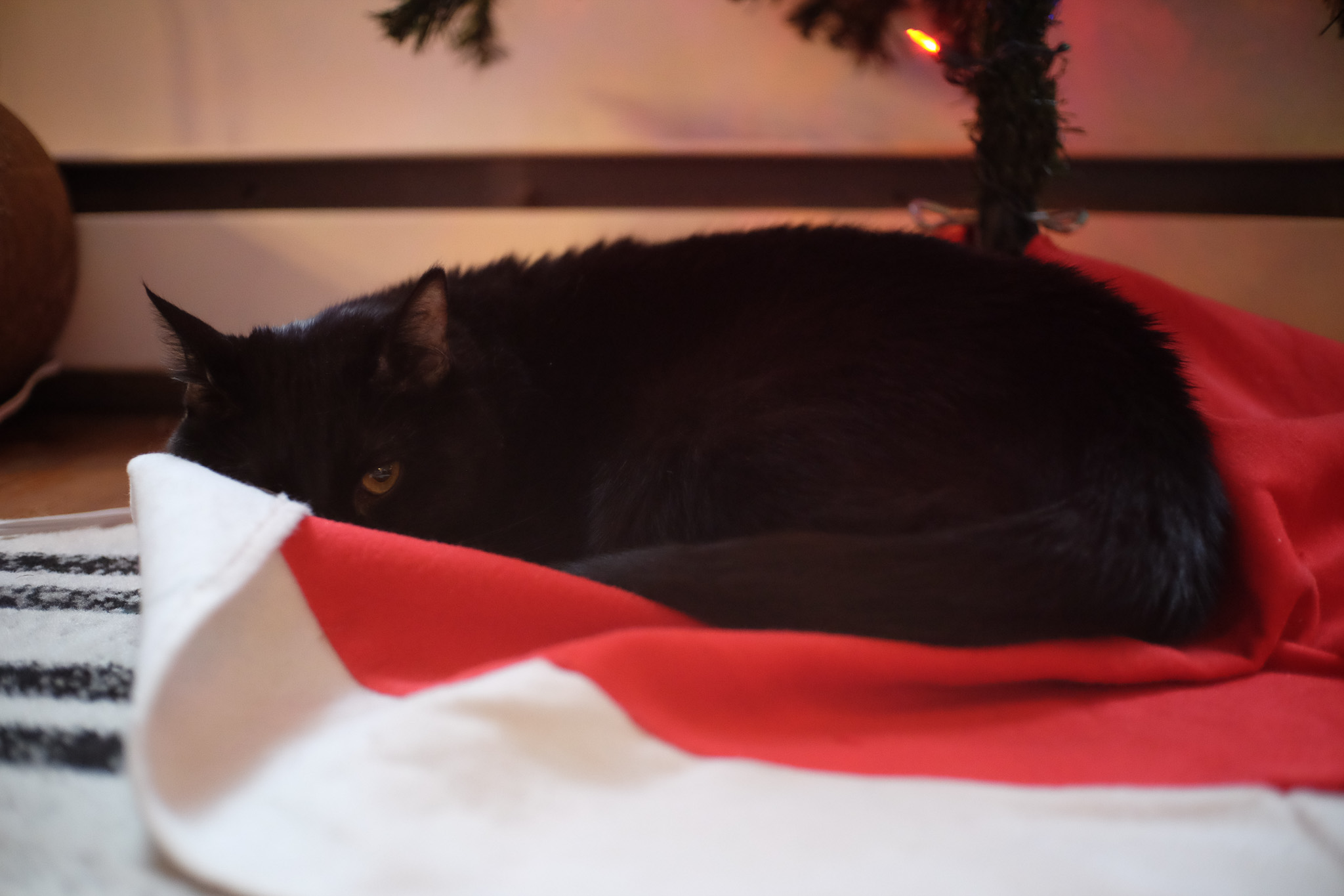 Barley, a black cat, hiding under a christmas tree in the tree skirt.