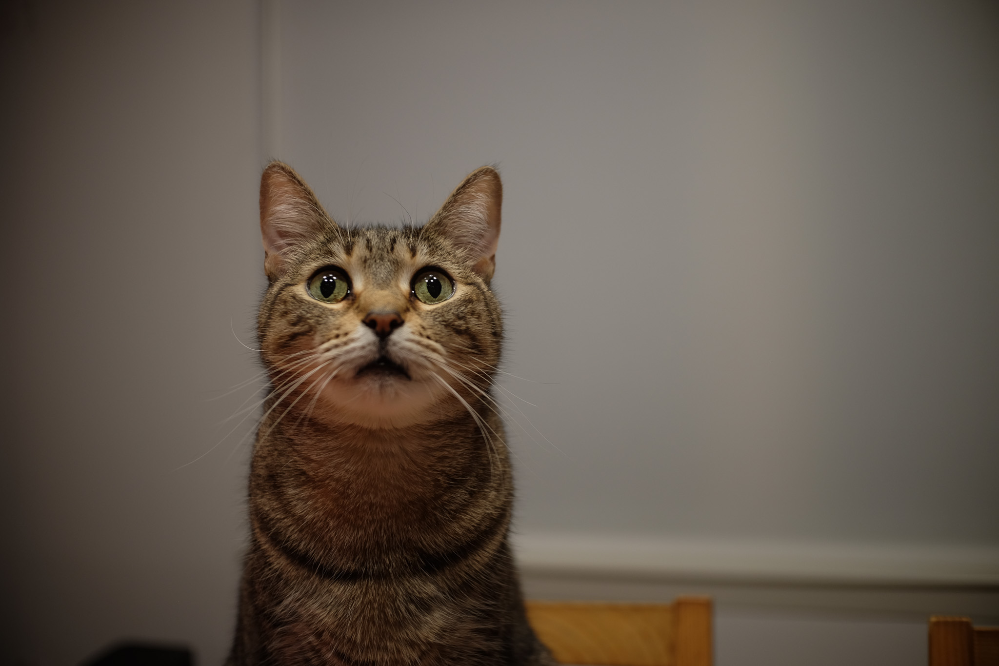 Fern, a tabby cat, looking expectently