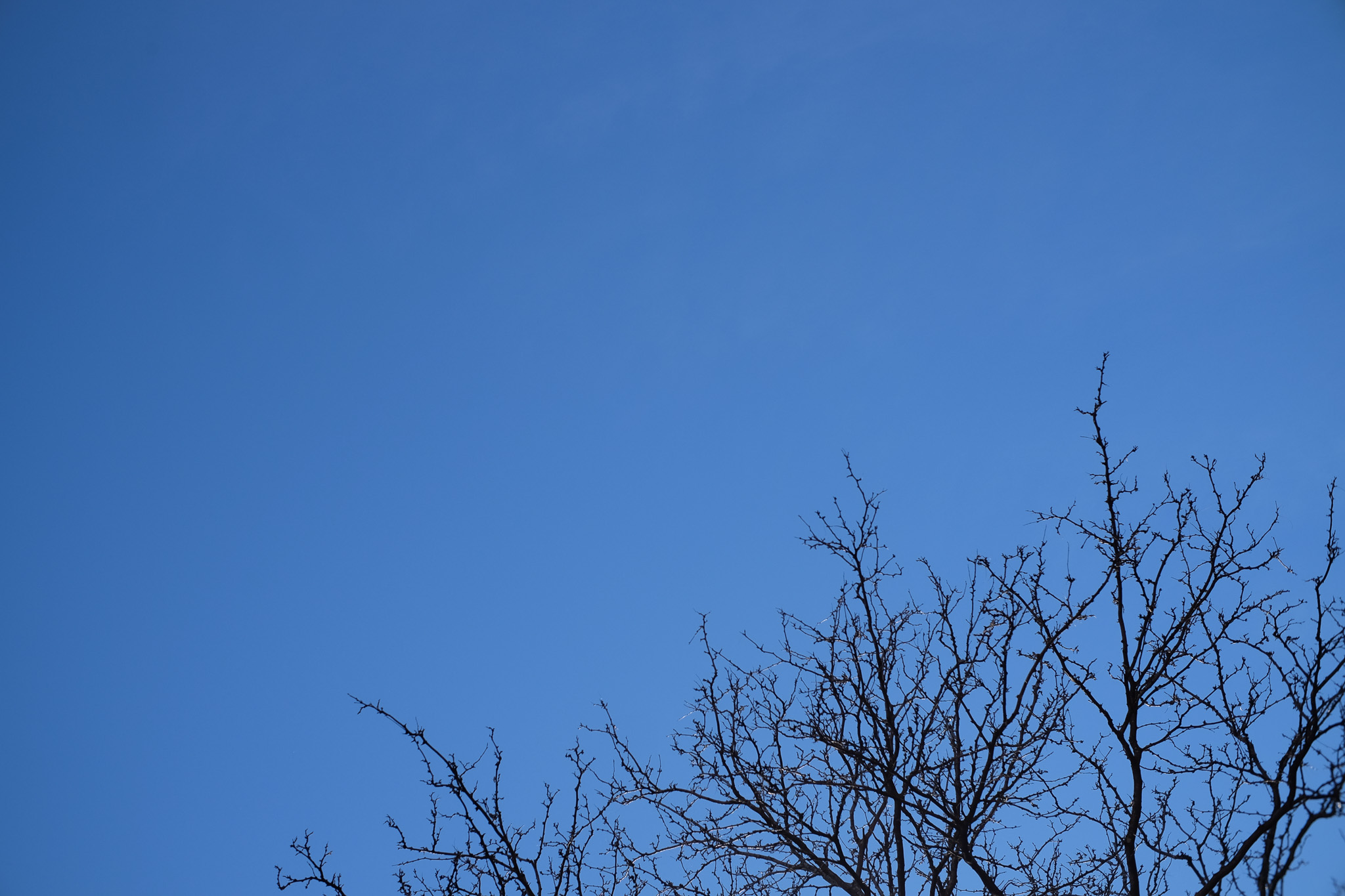 A blue sky with a leaf-less tree at the bottom.