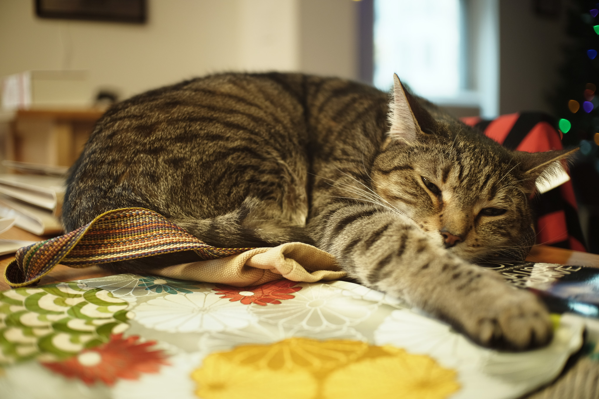 Fern stretched on his side with his head resting on a book.