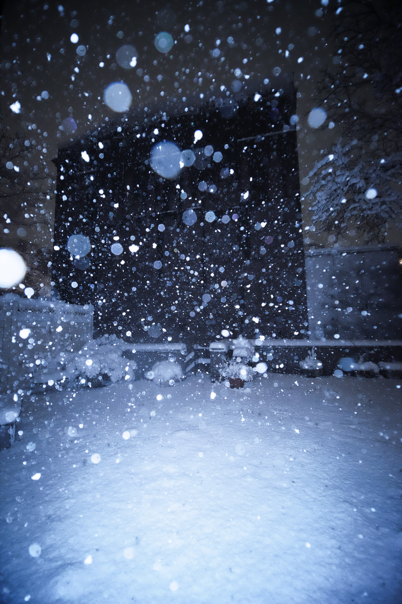 A bunch of snow captured by the flash.