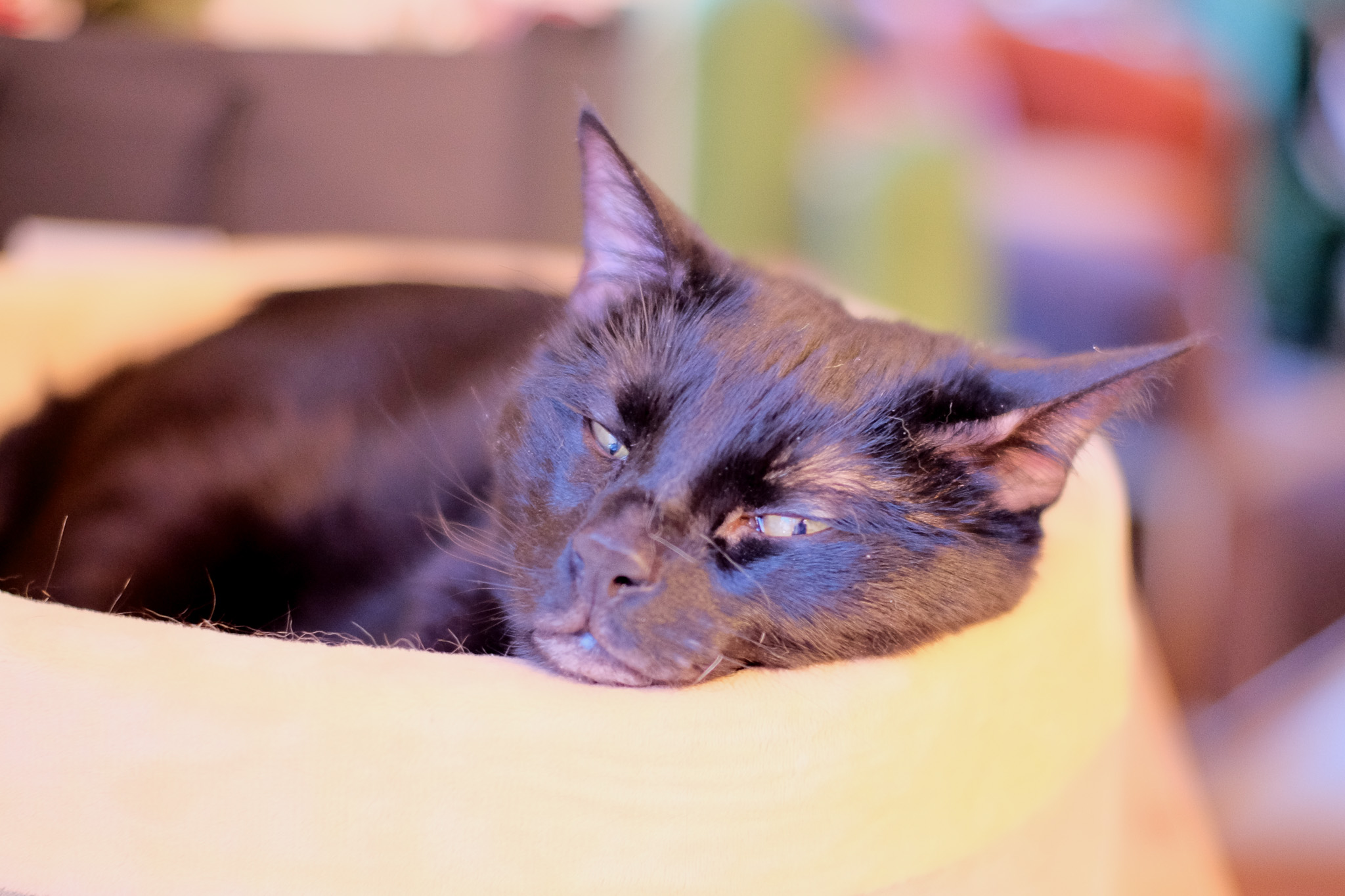 A close up of Barley snoozing in a bed.