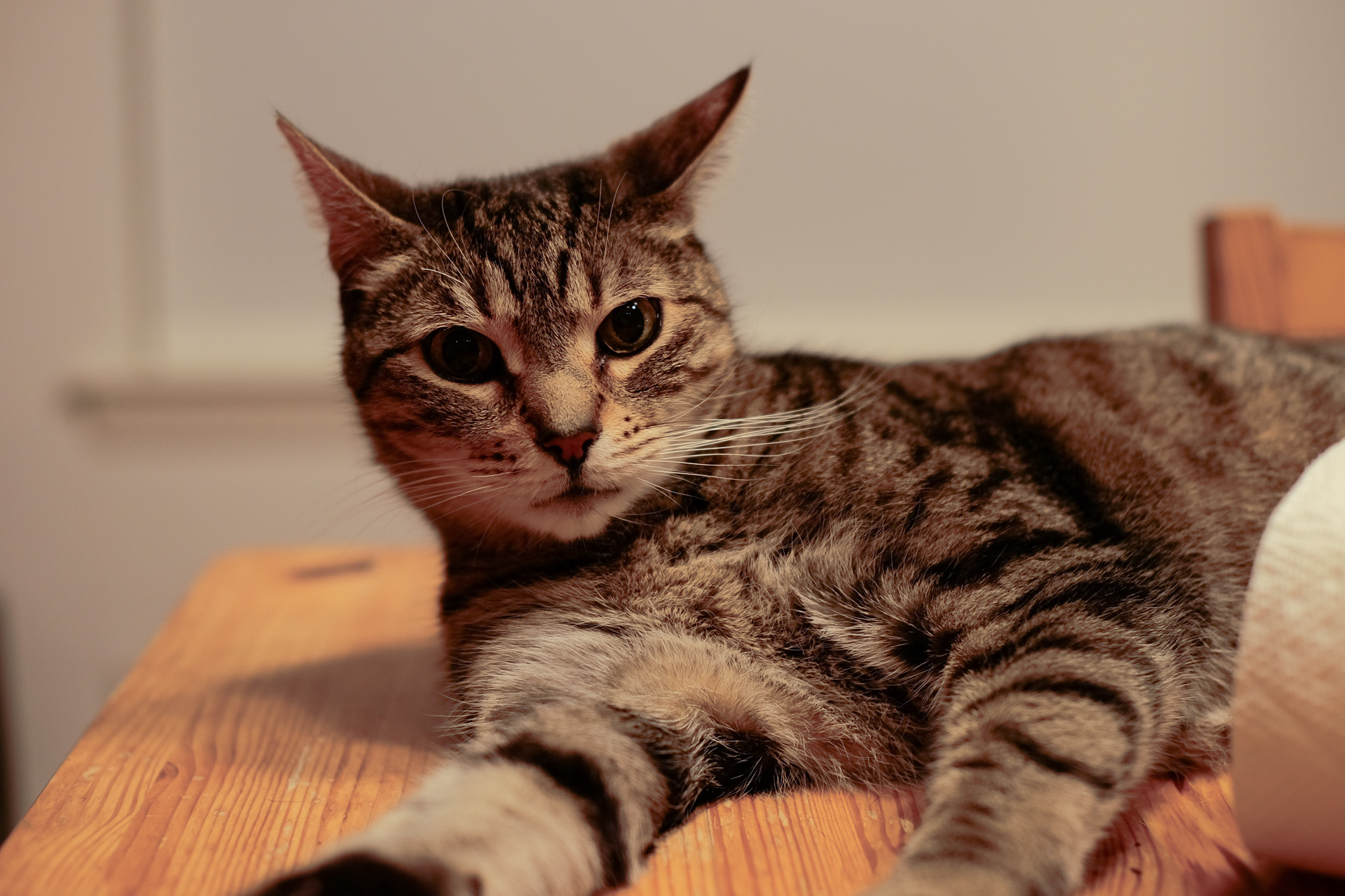Fern laying on his side looking surprised.