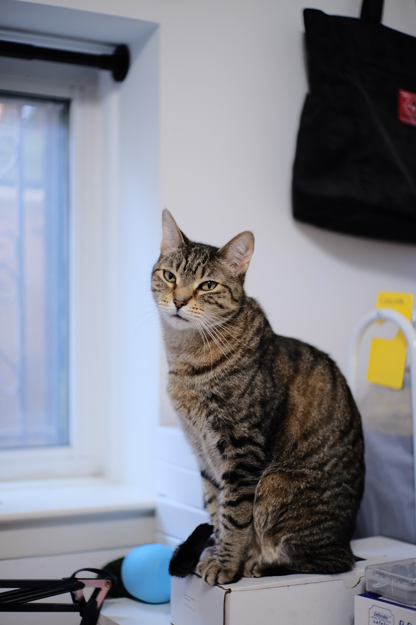 Fern sitting on a box, staring at the camera.