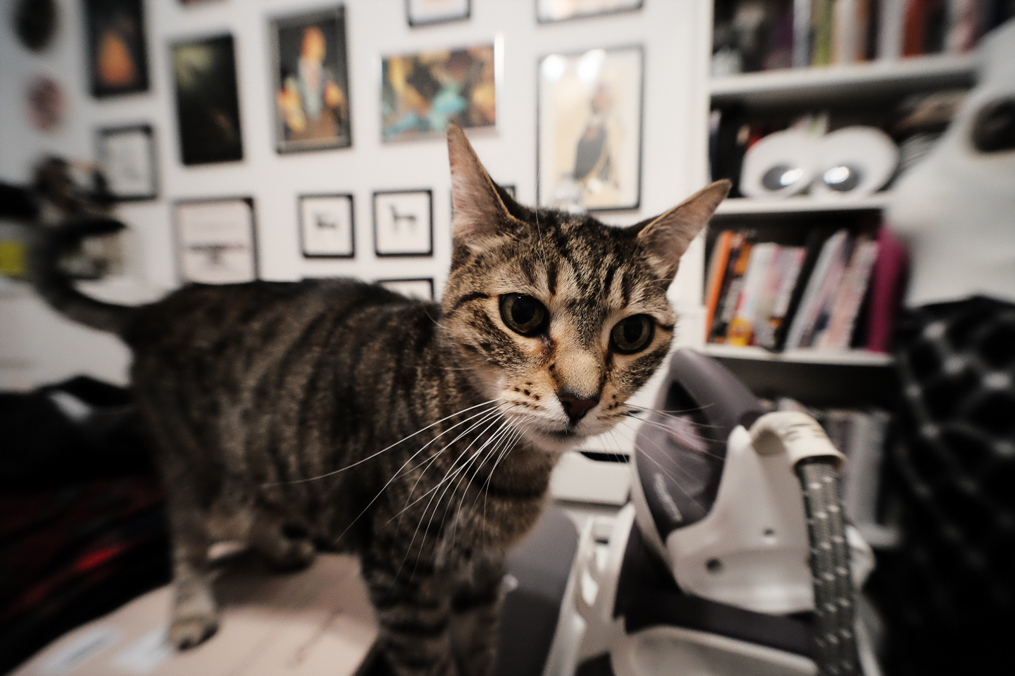 A close up of Fern standing on an ironing board.