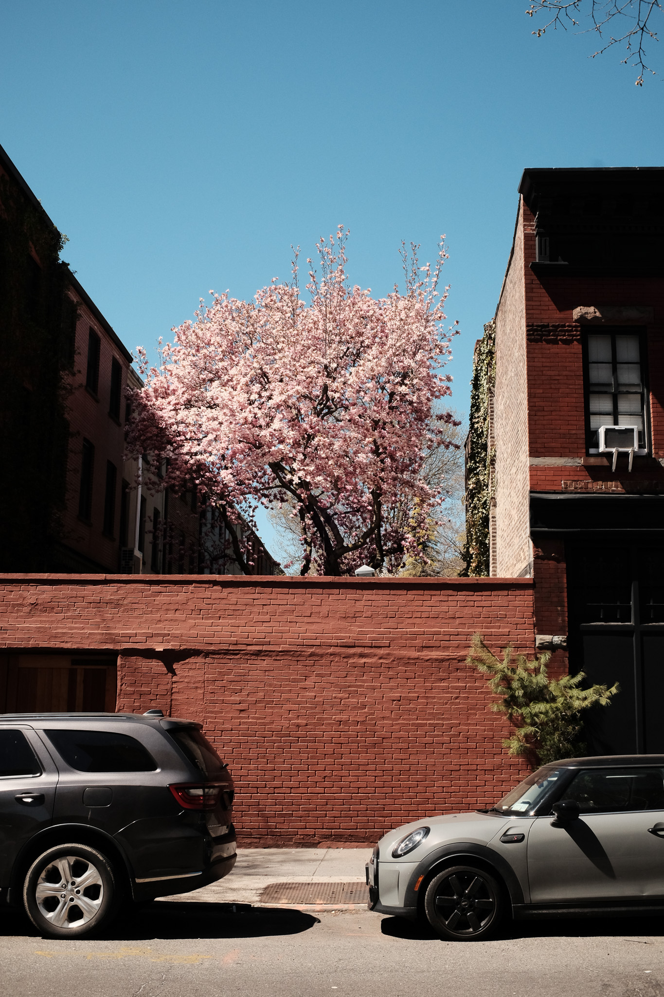 A cherry blossom tree in the backyard of a Brooklyn brownstone.